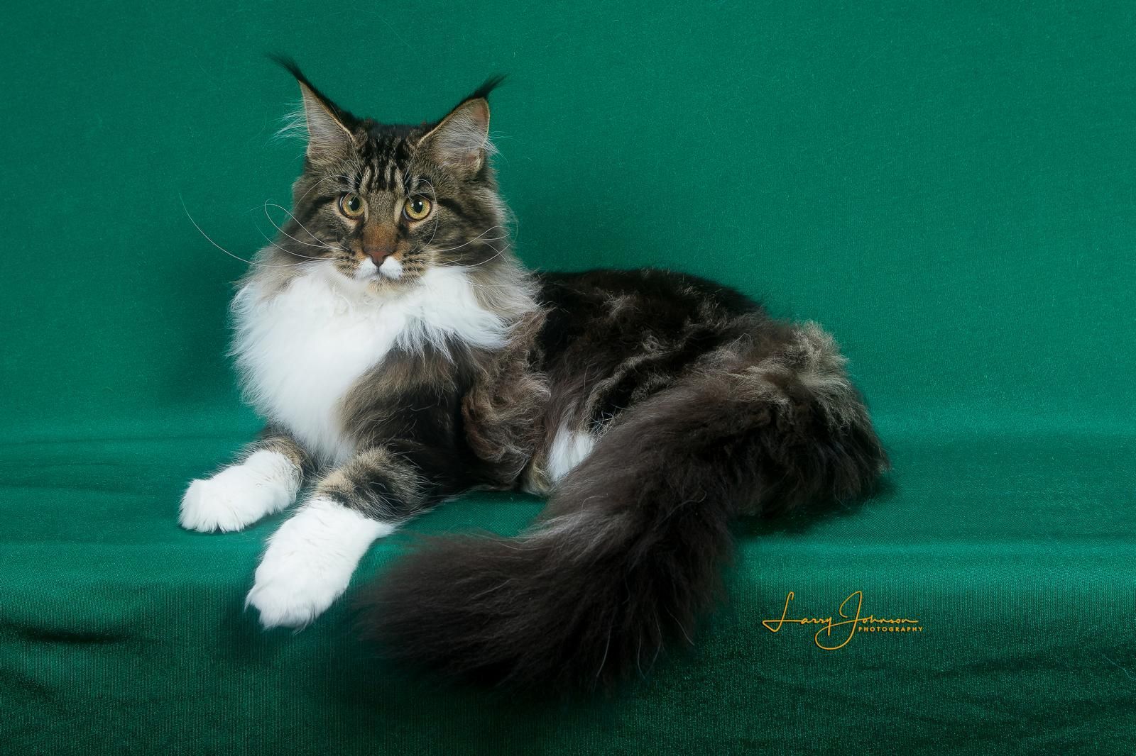 maine coon