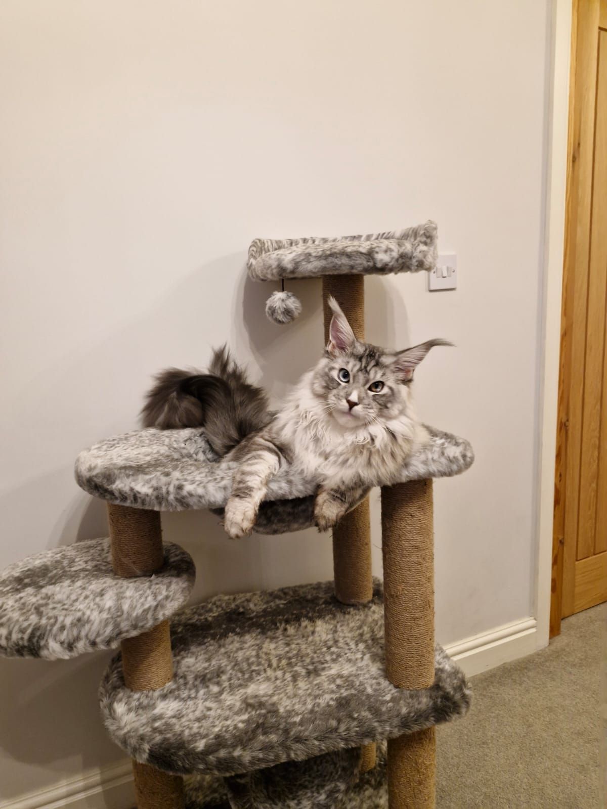 maine coon