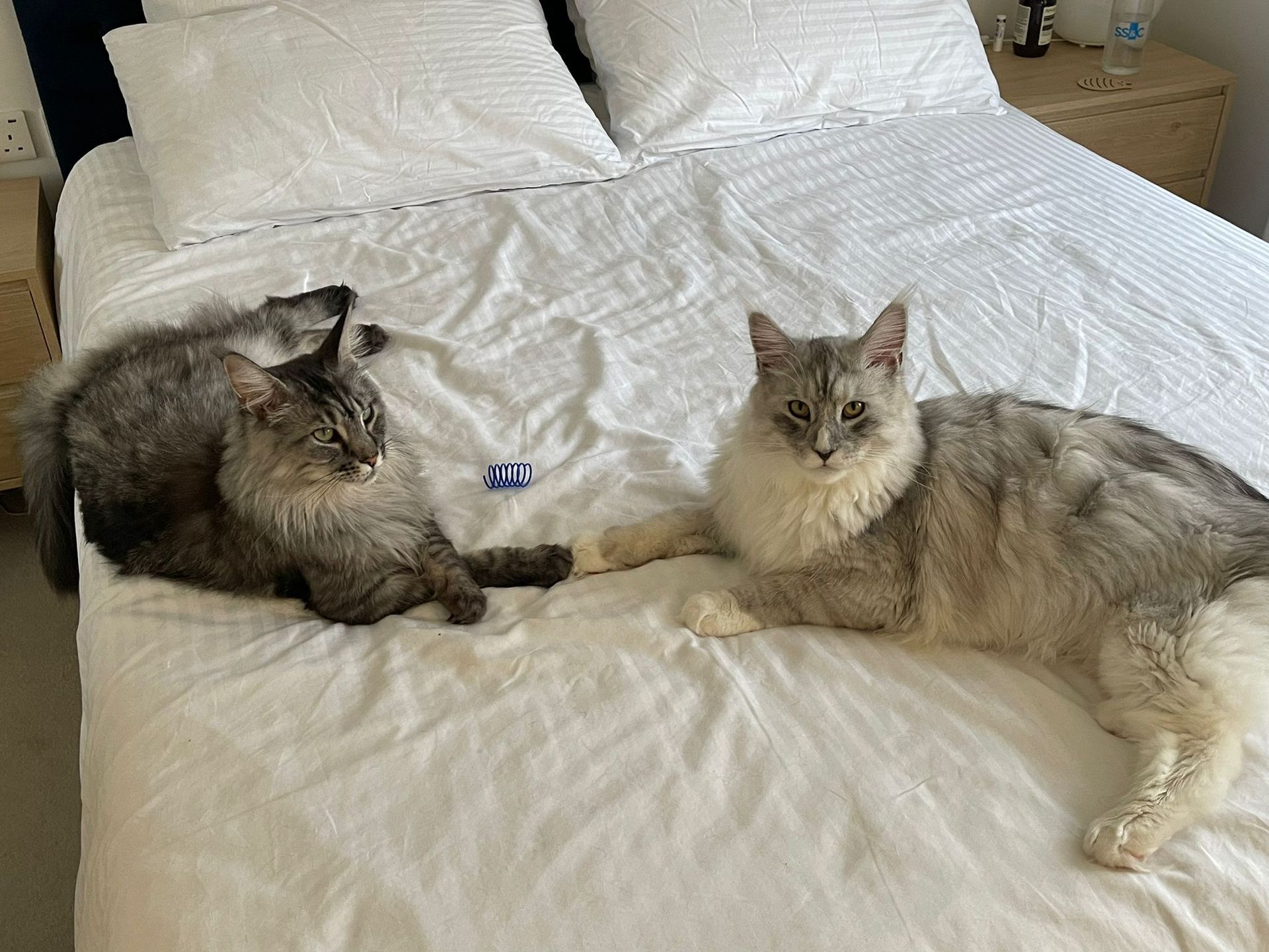 maine coon