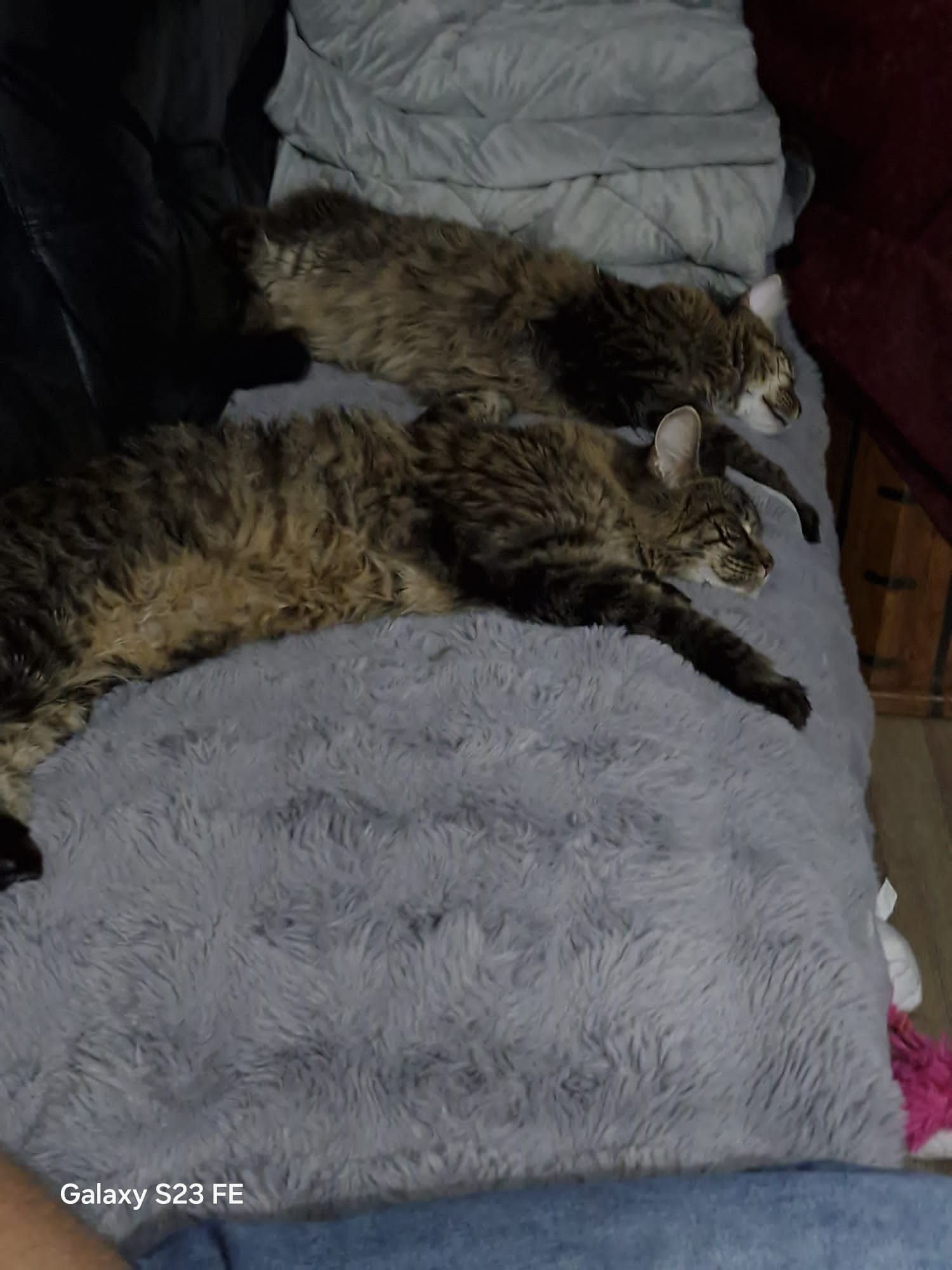 maine coon
