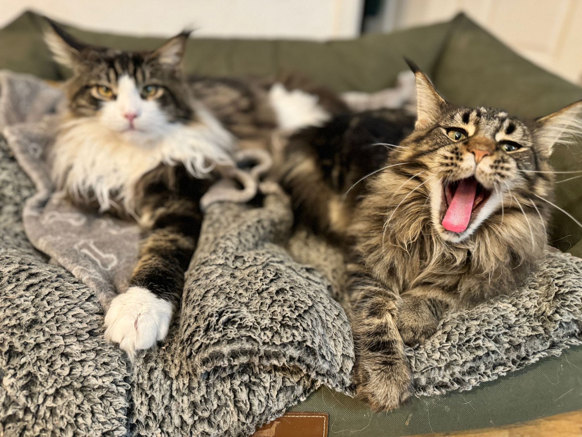 maine coon