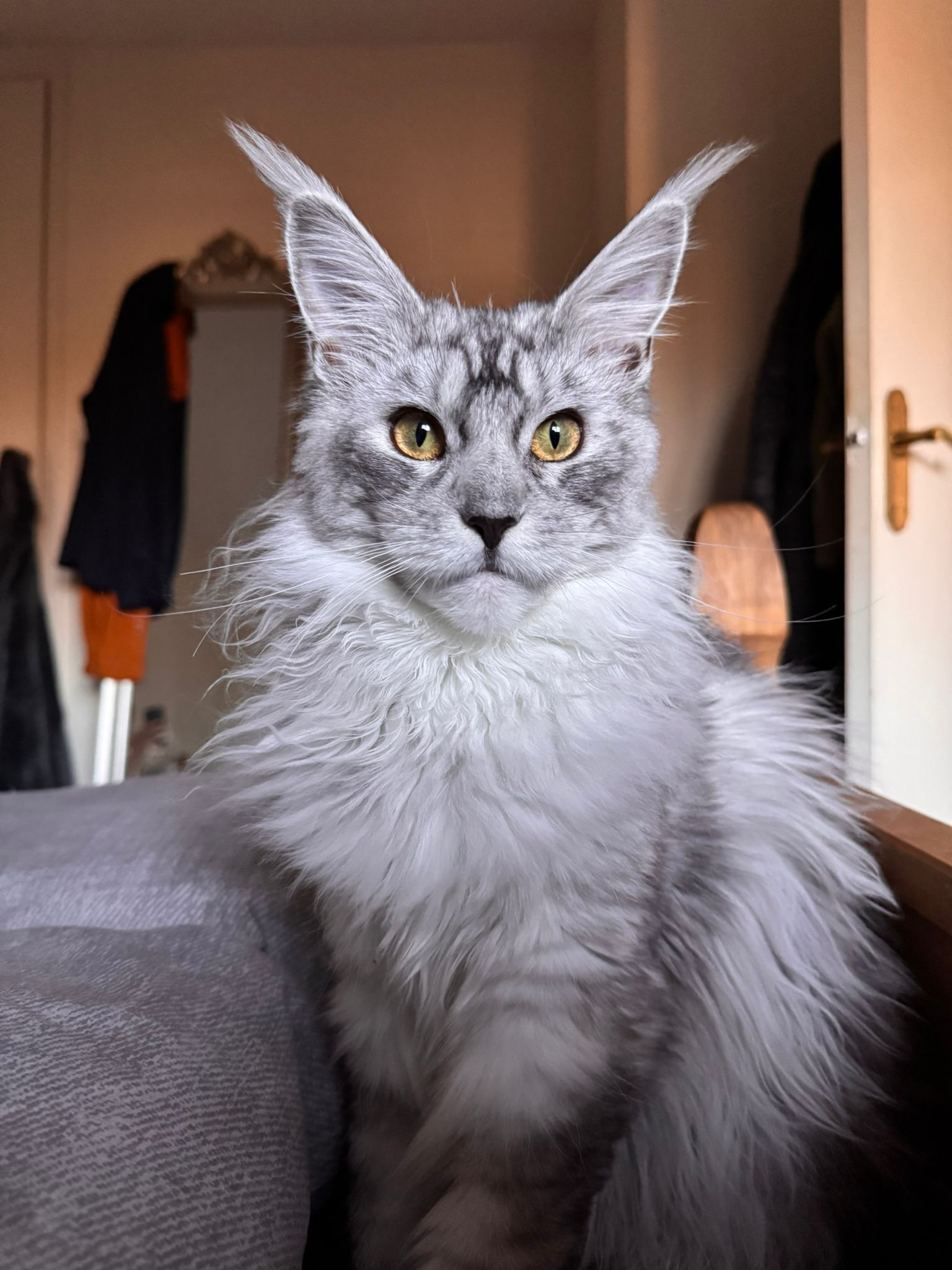 maine coon