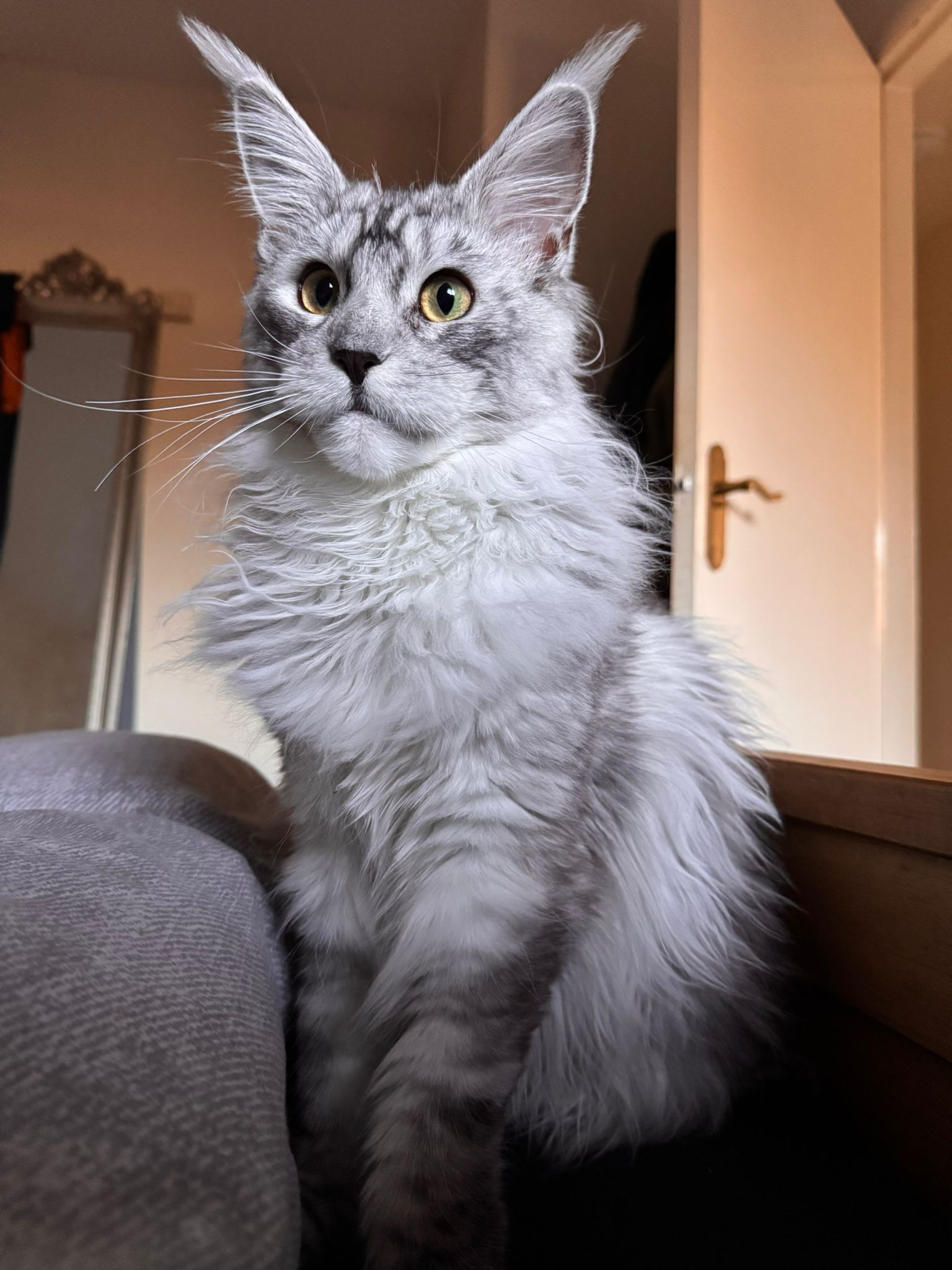maine coon
