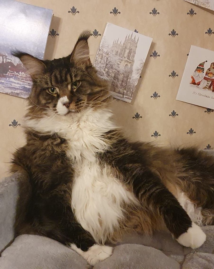 maine coon