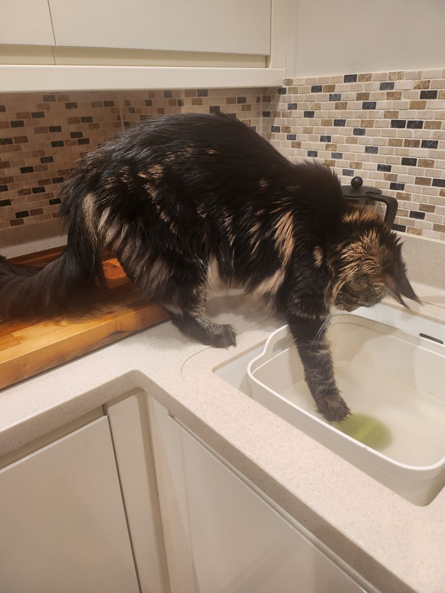 maine coon