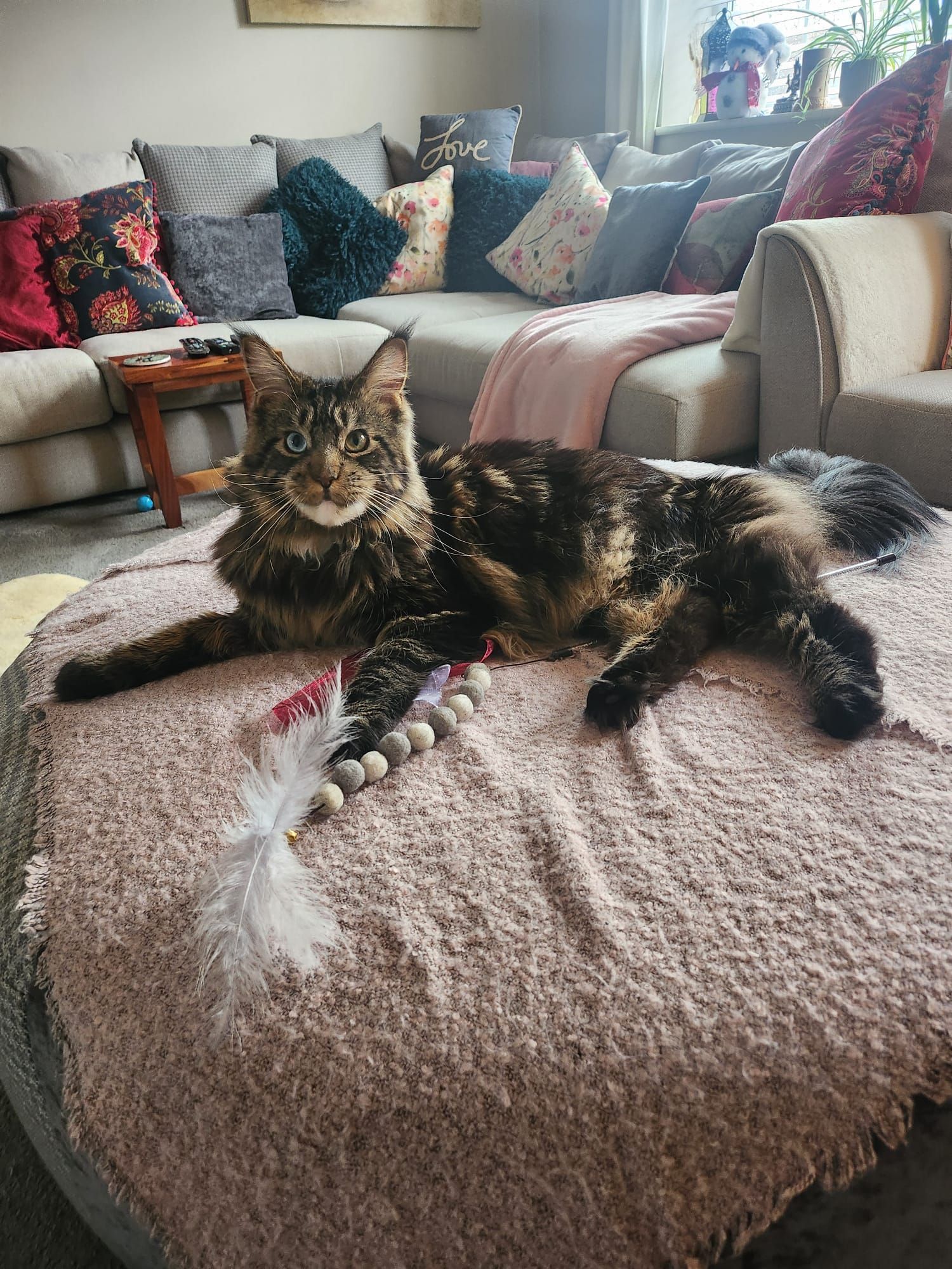 maine coonmaine coon