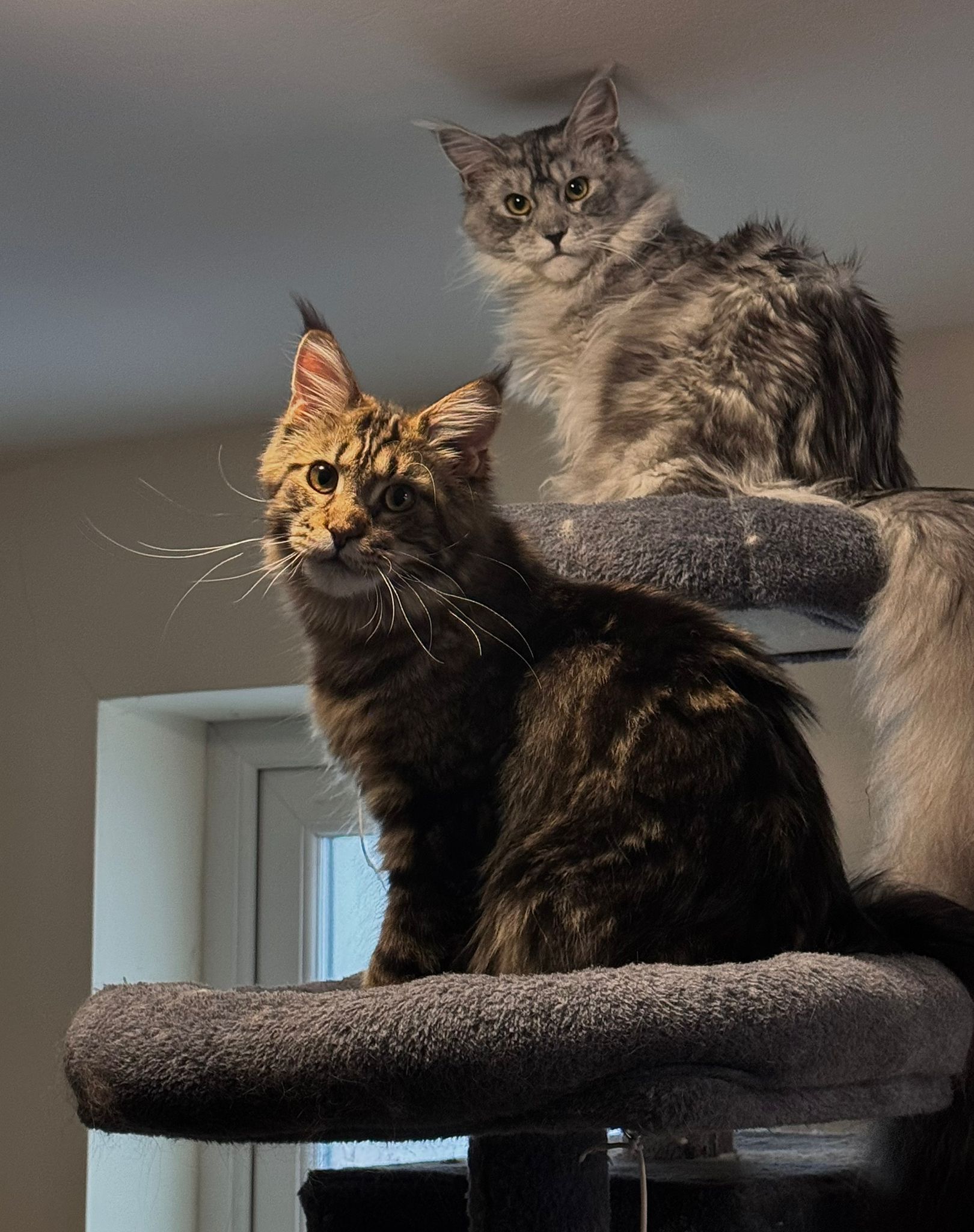 maine coon