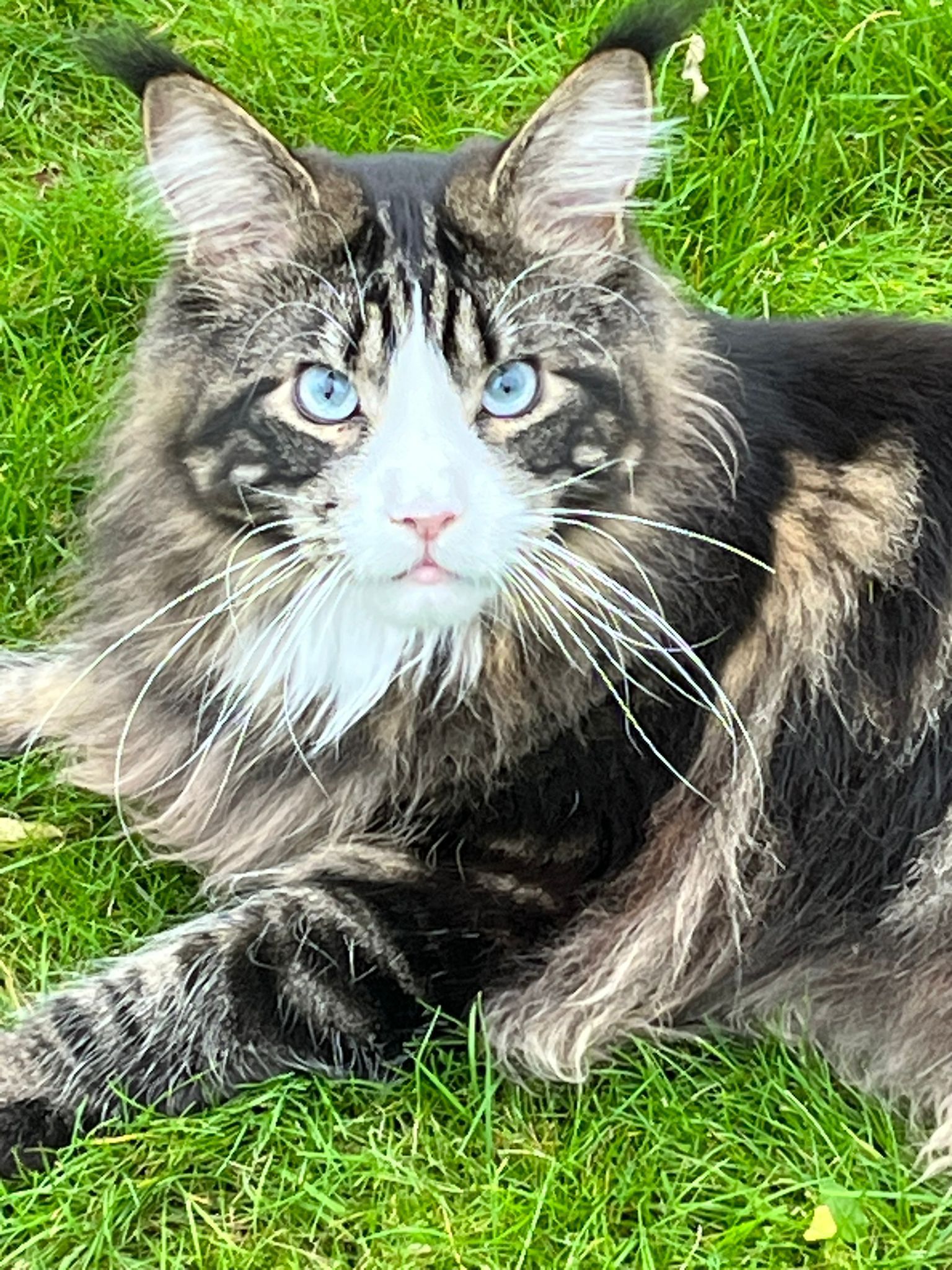 maine coon
