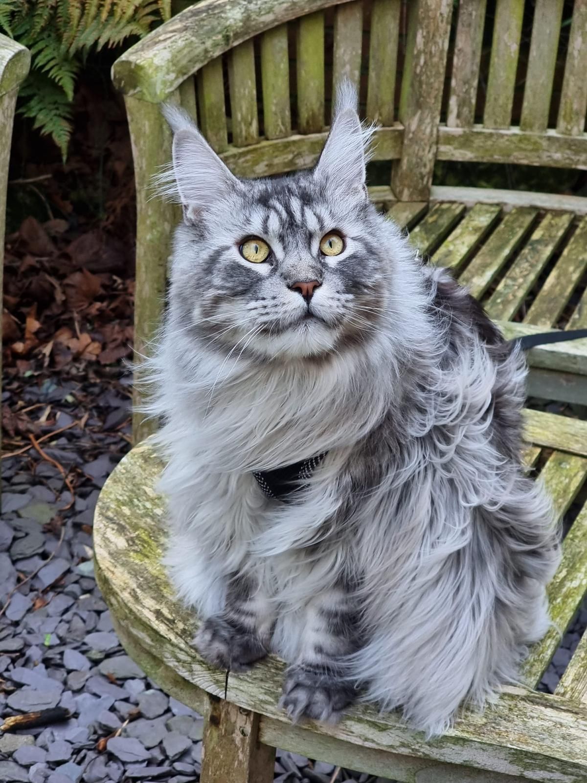 maine coon