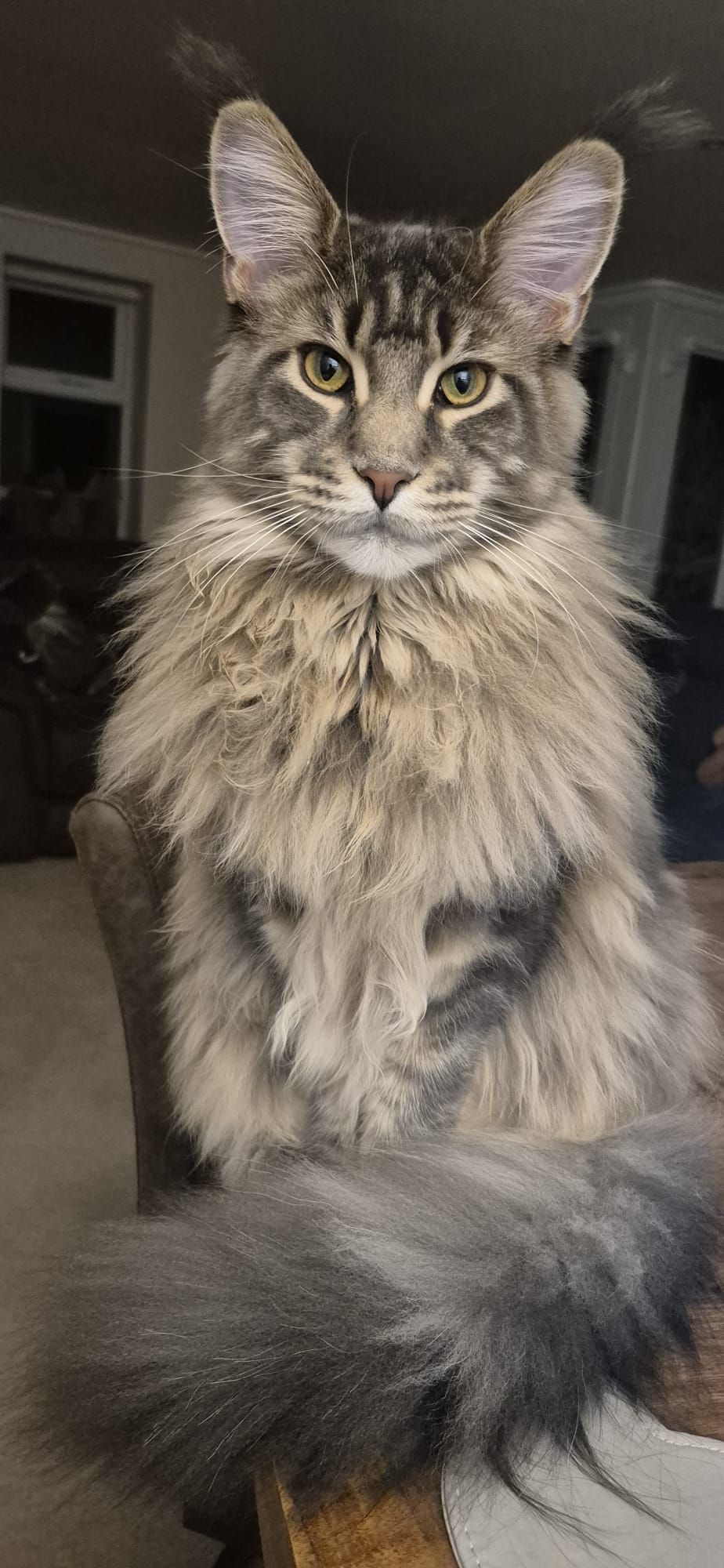 maine coon