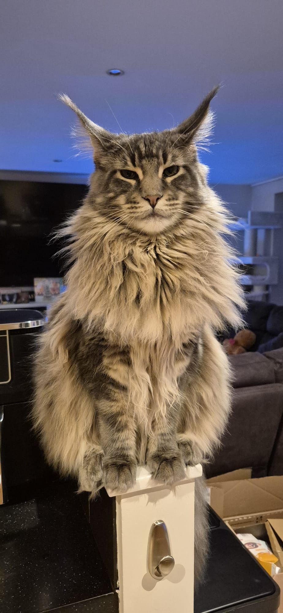 maine coon