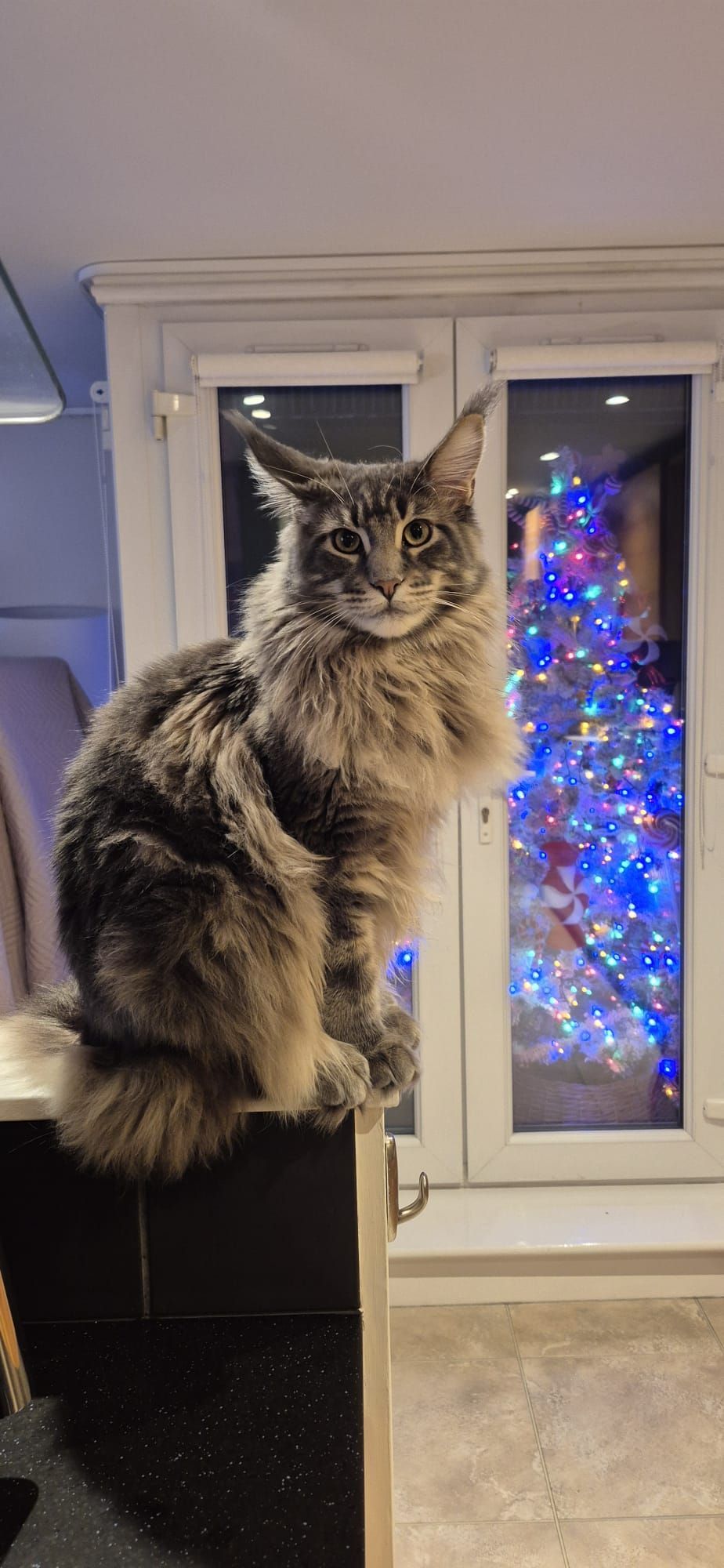 maine coon