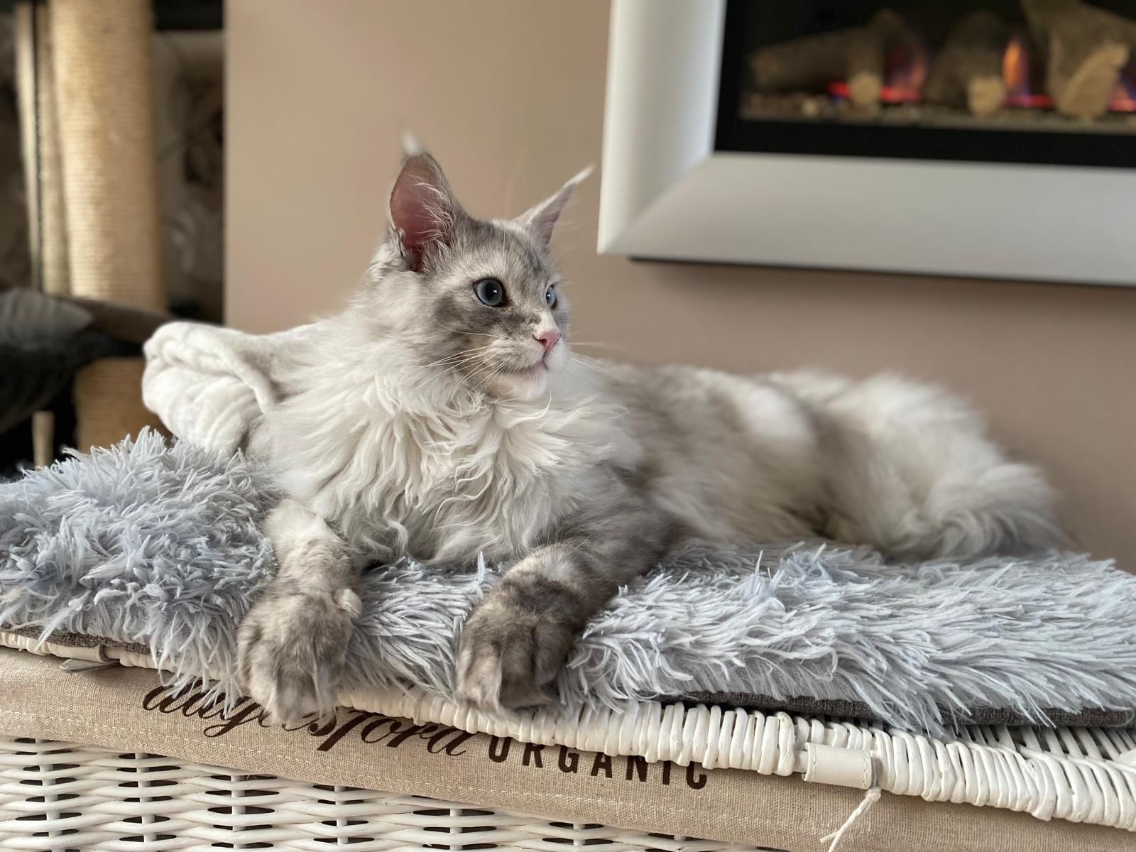 maine coon