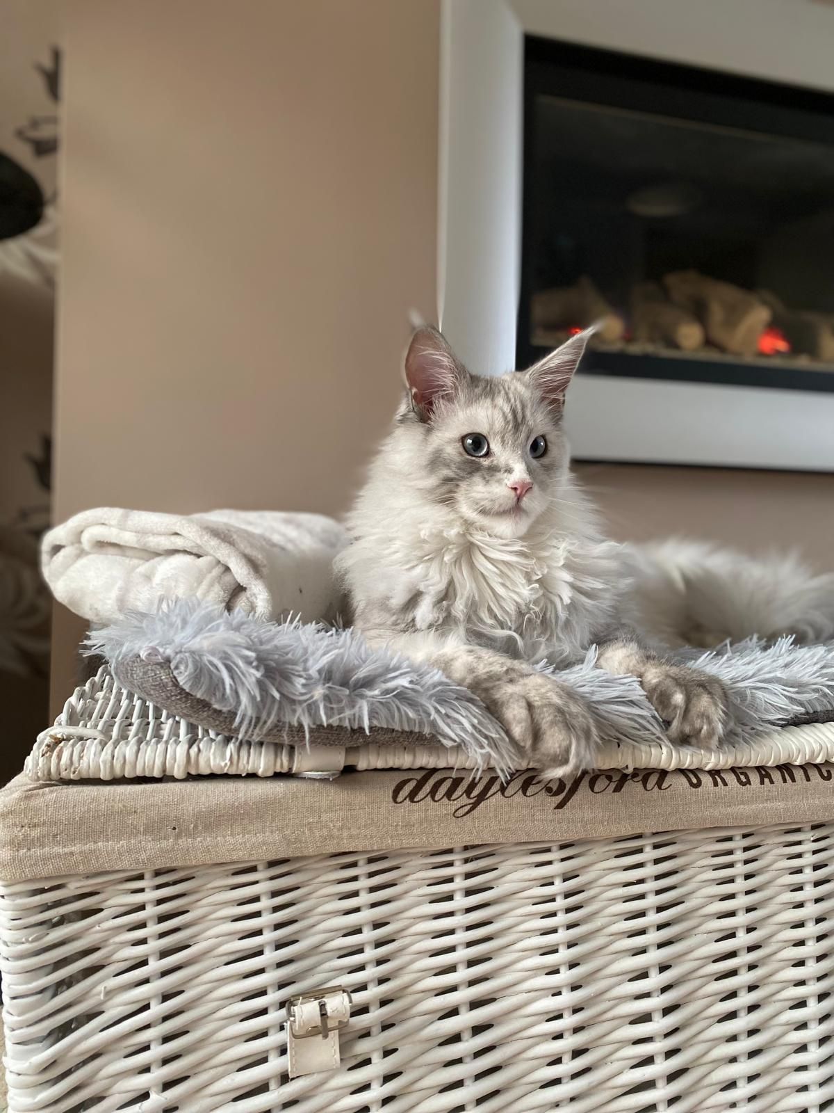 maine coon