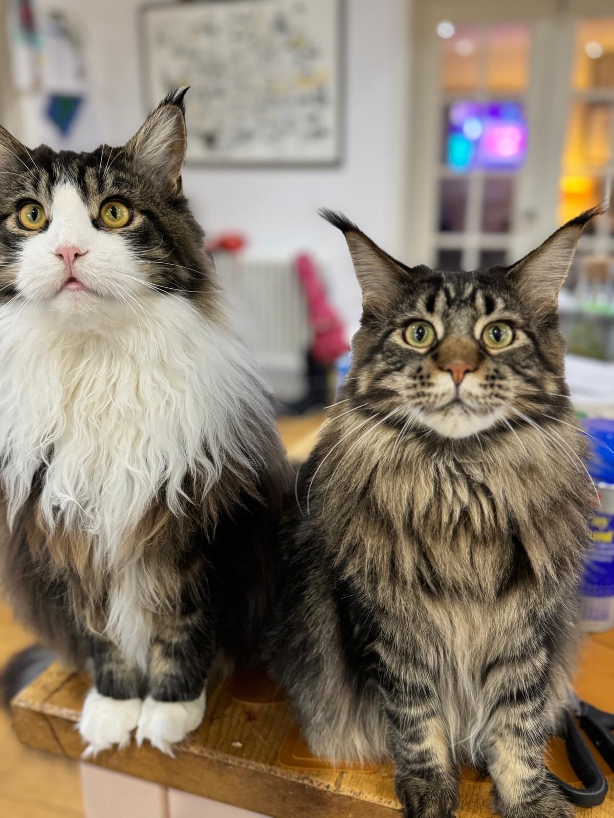 maine coon
