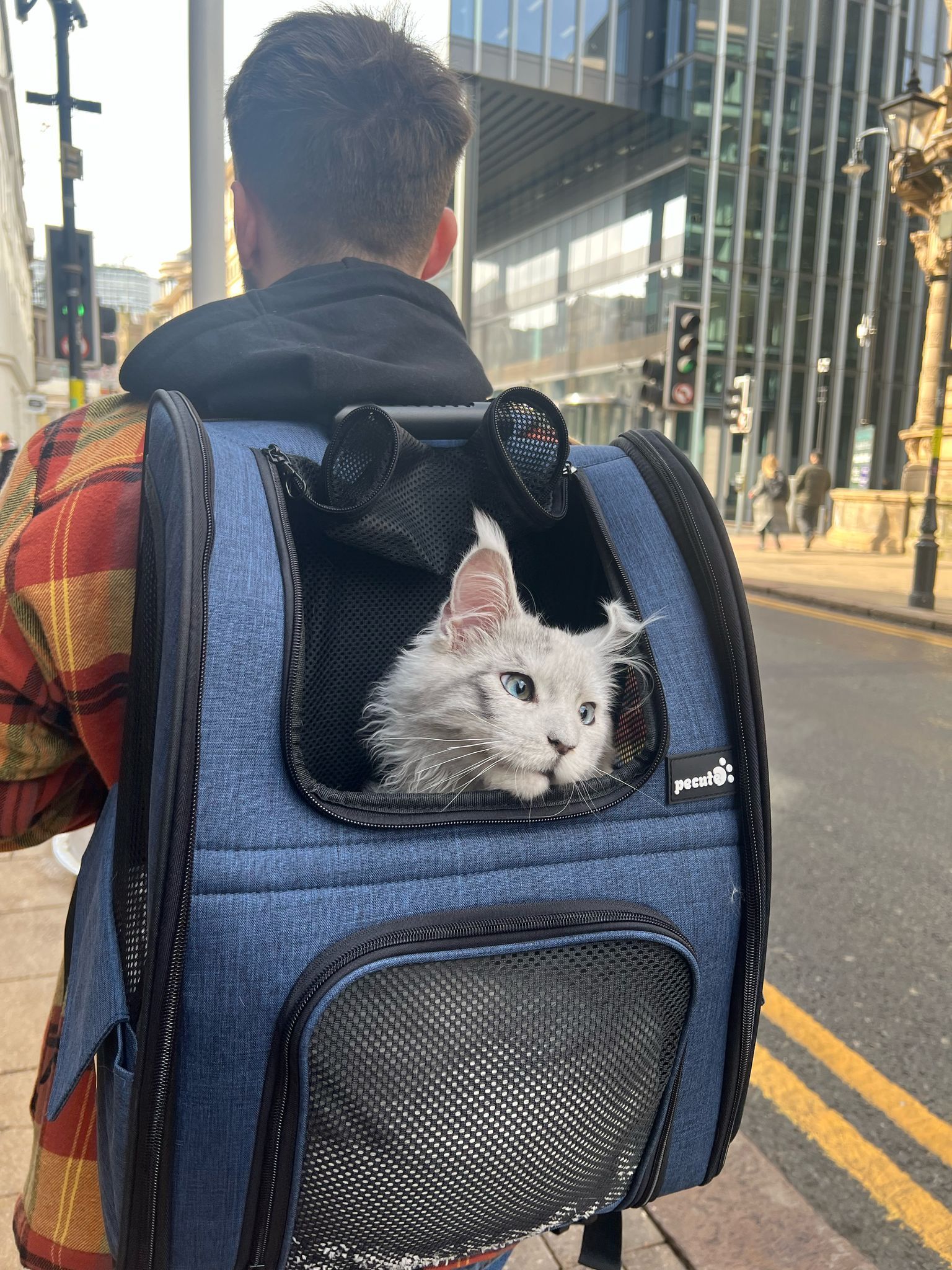maine coon