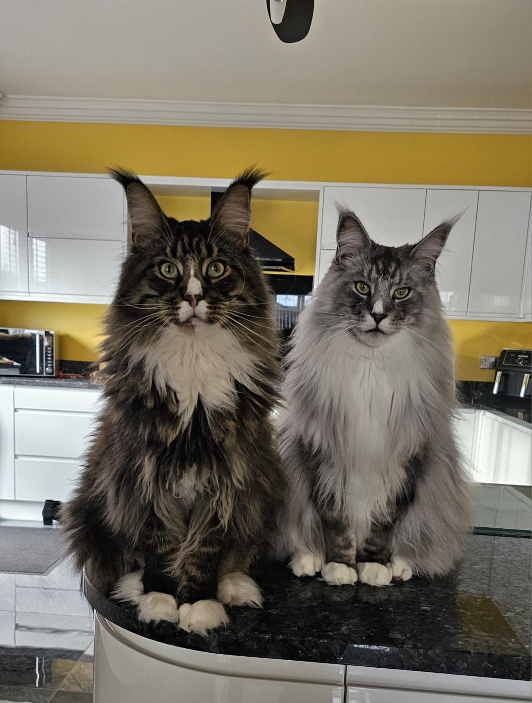 maine coon
