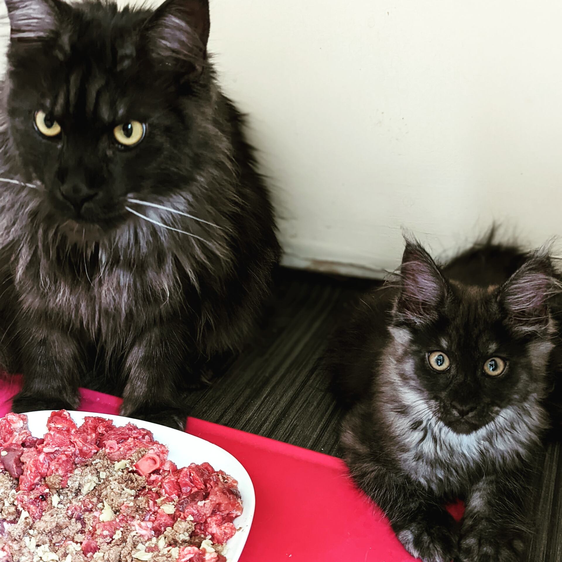 maine coon