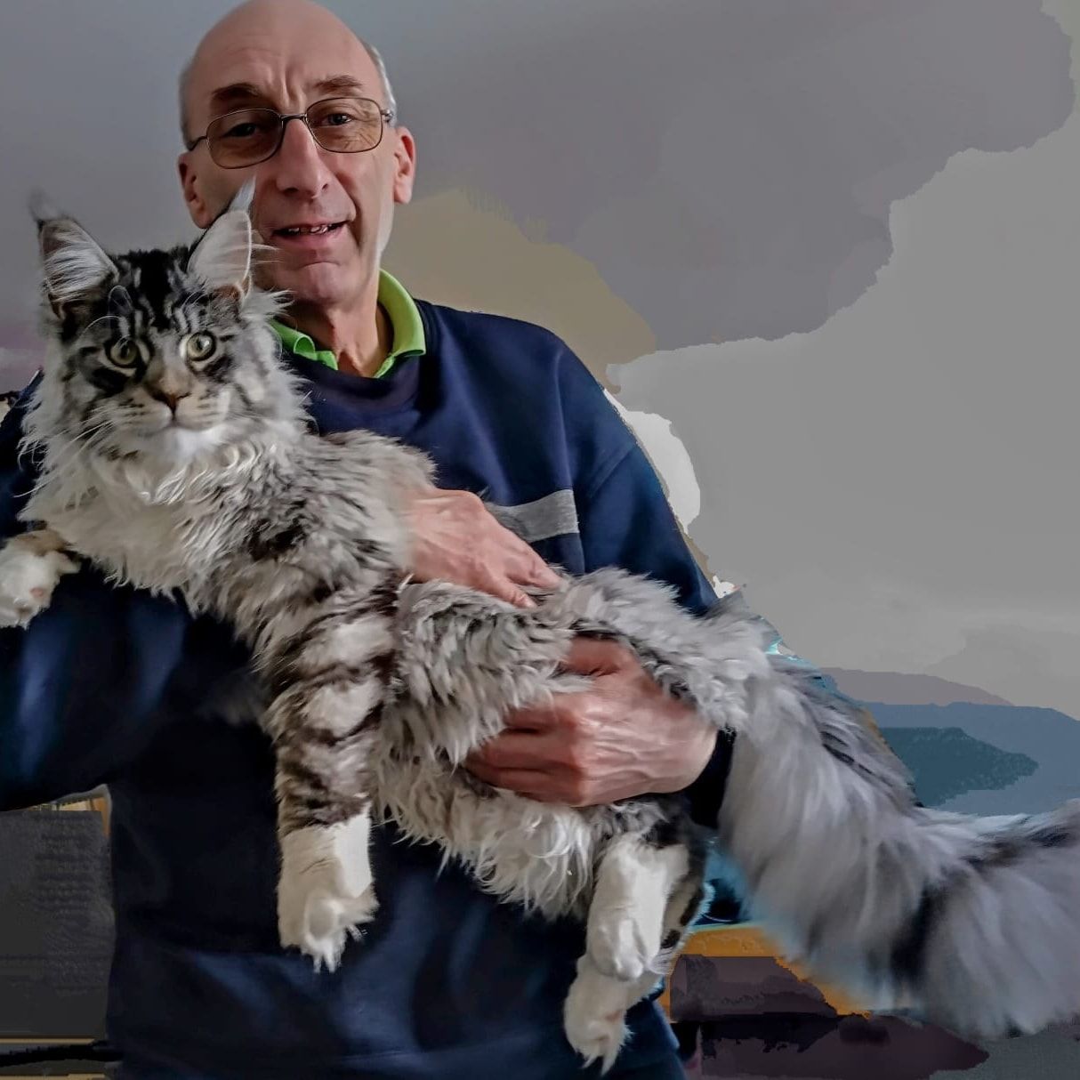 maine coon