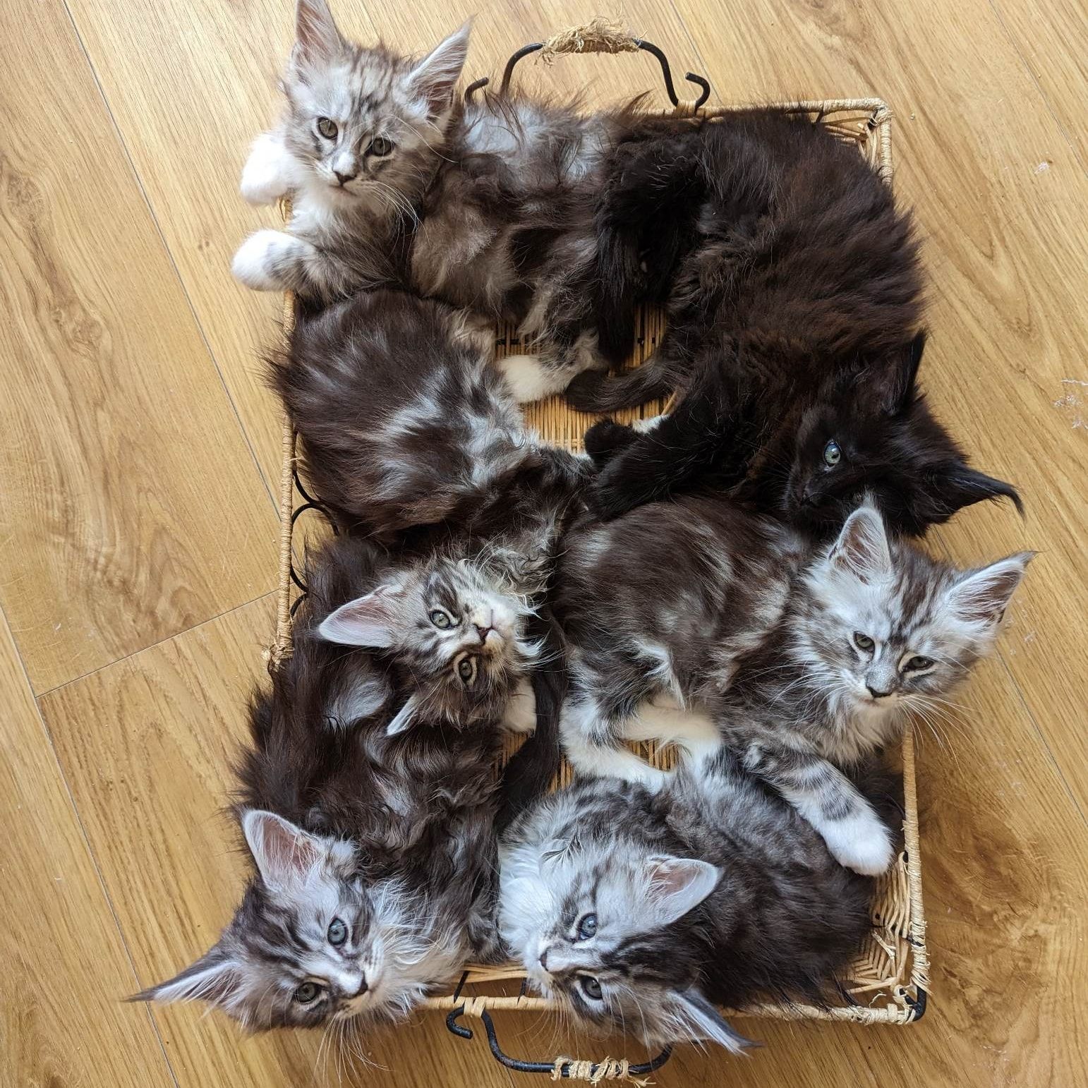 maine coon