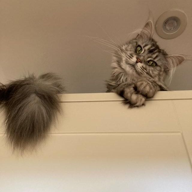 maine coon