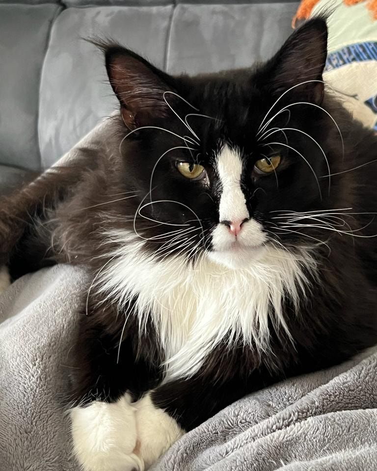 maine coon