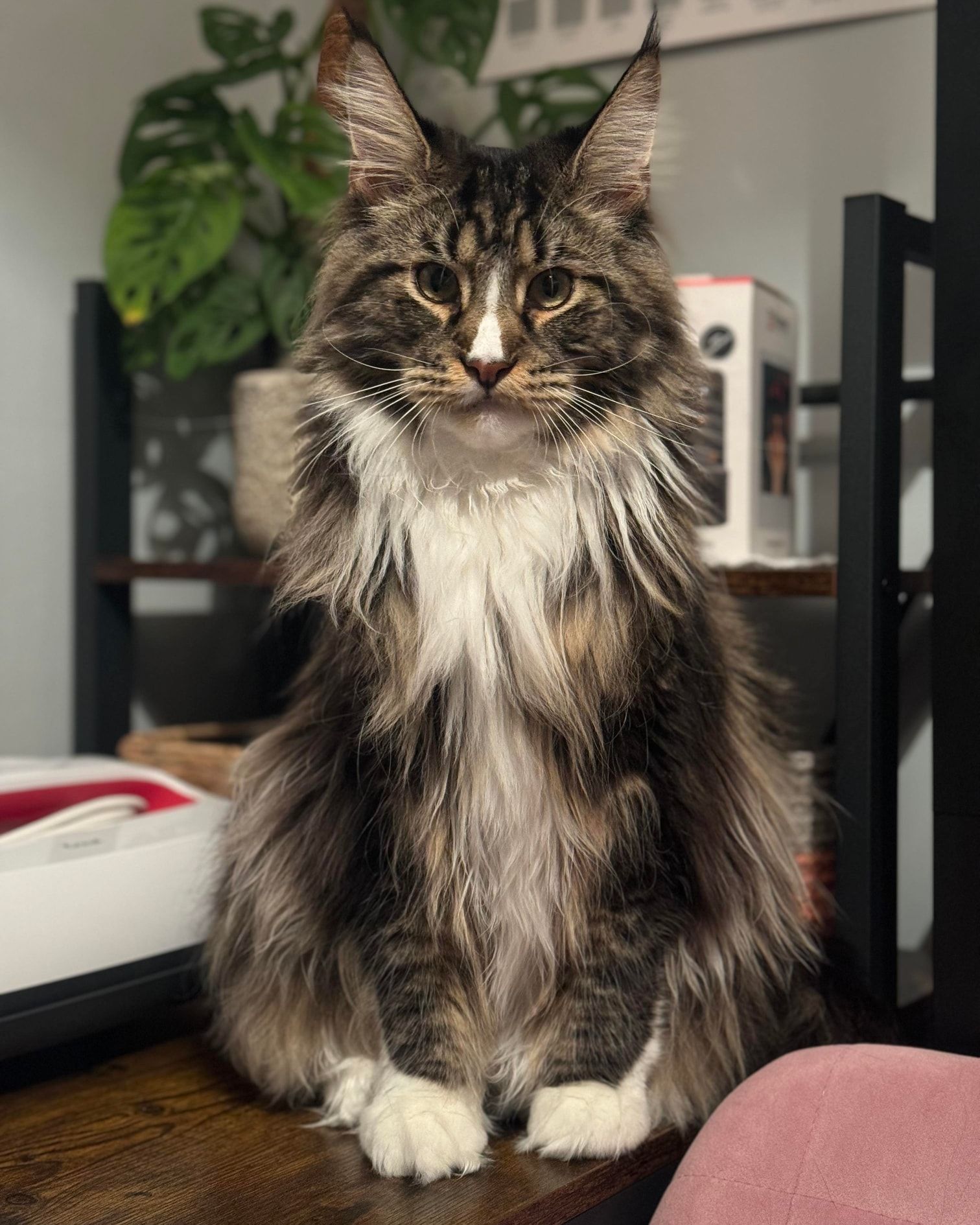 Fluffy Cat