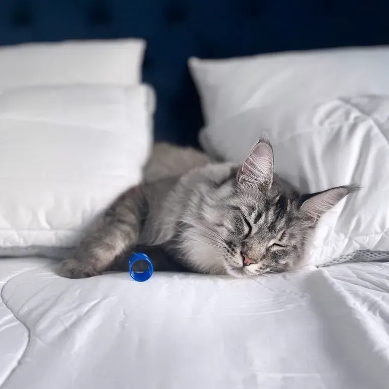 Fluffy Cat