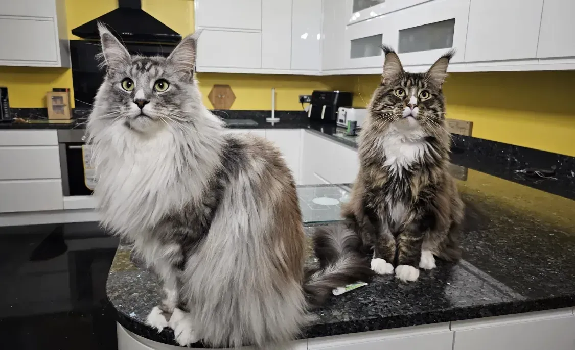 Fluffy Cat