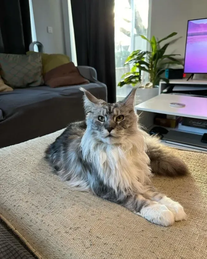 maine coon