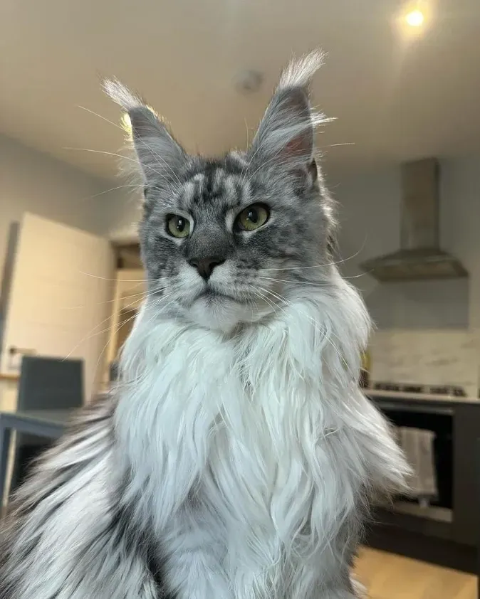 maine coon