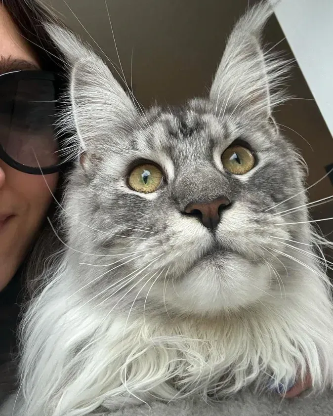 Fluffy Cat