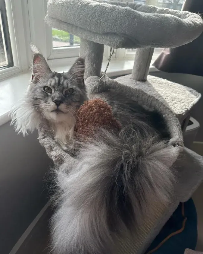 maine coon