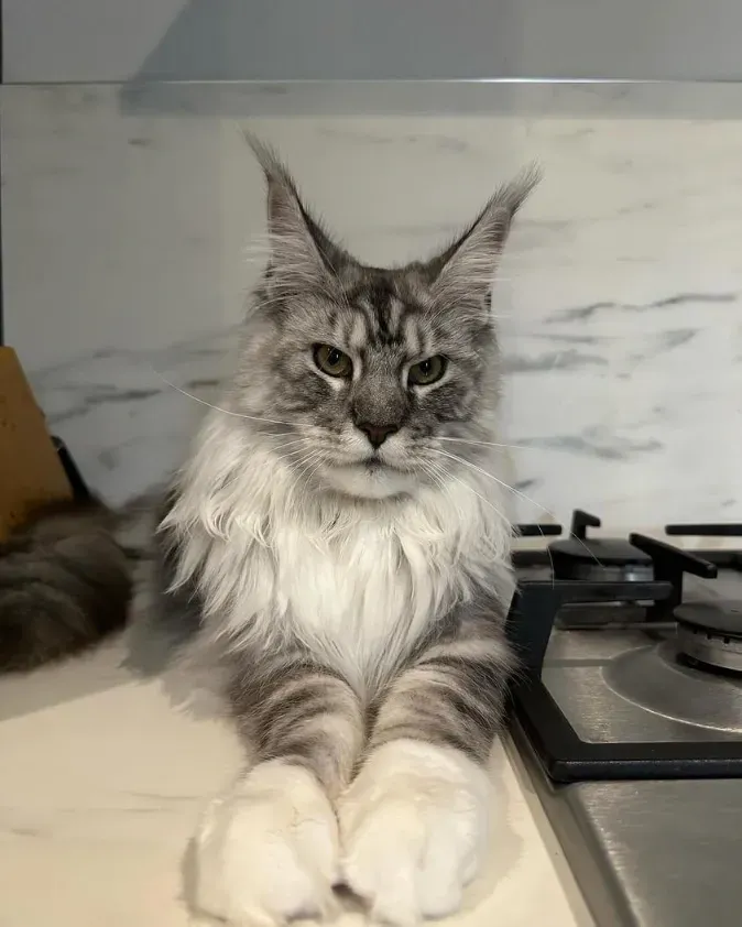 maine coon