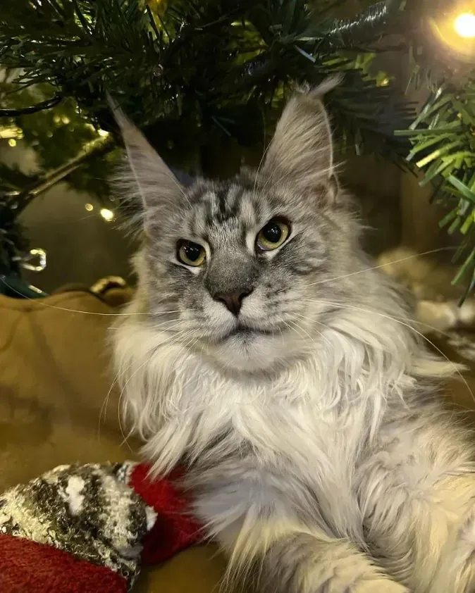 maine coon