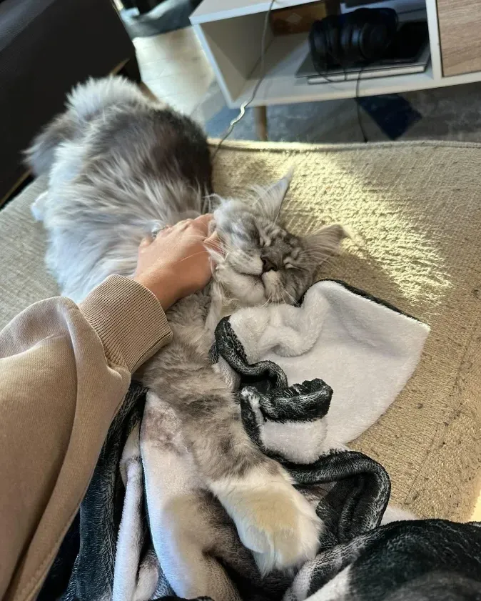 maine coon
