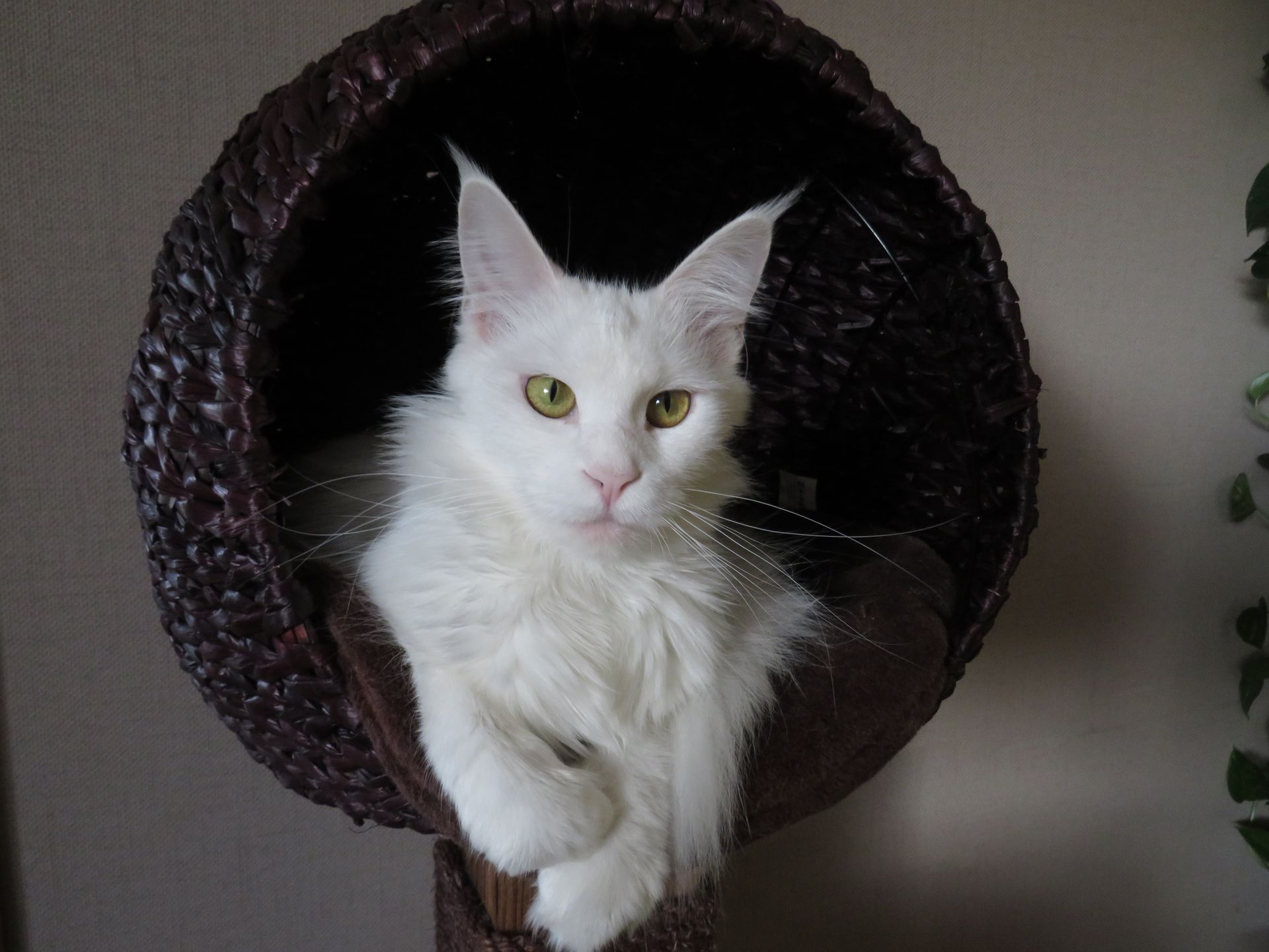 maine coon