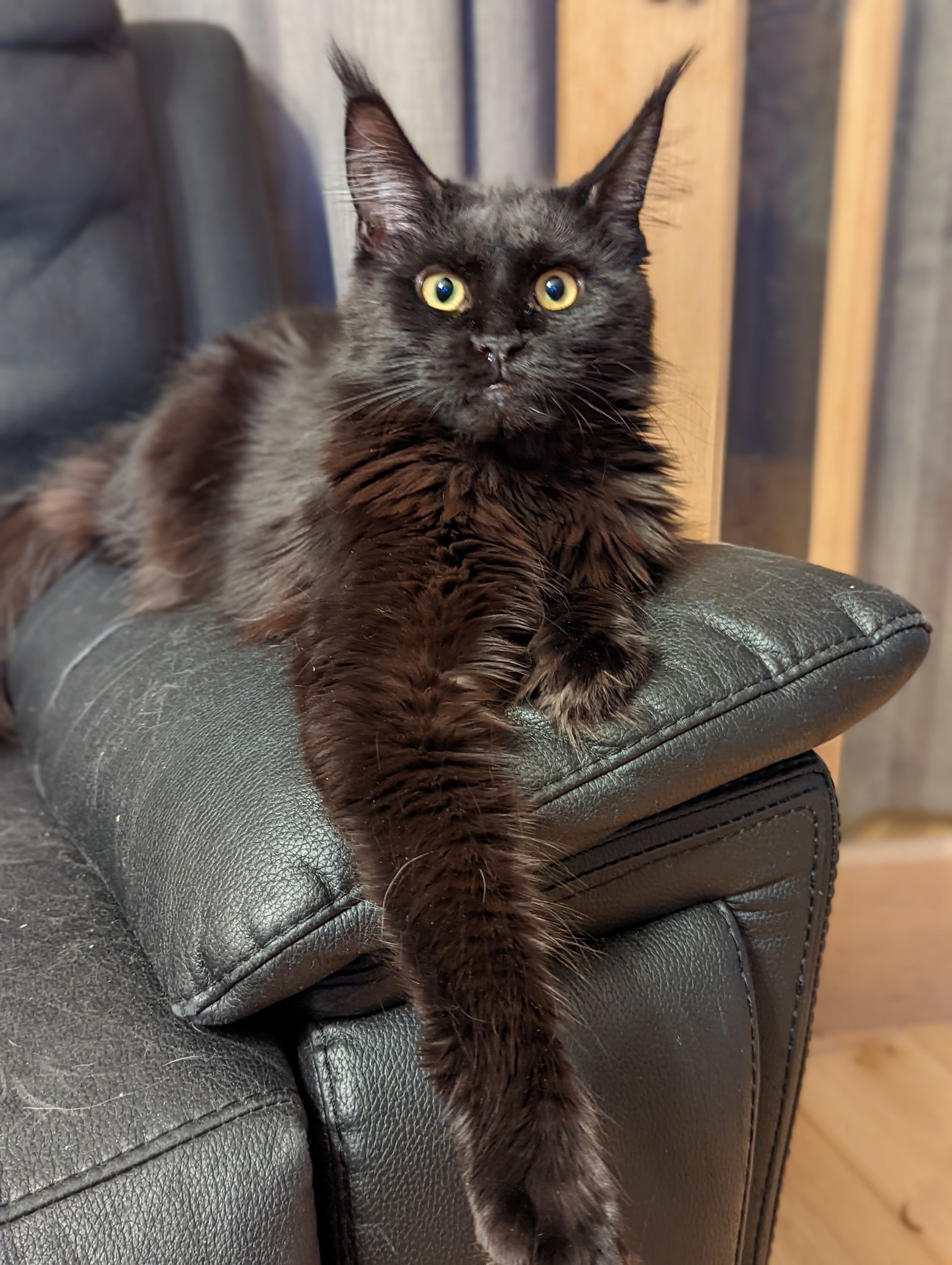 maine coon