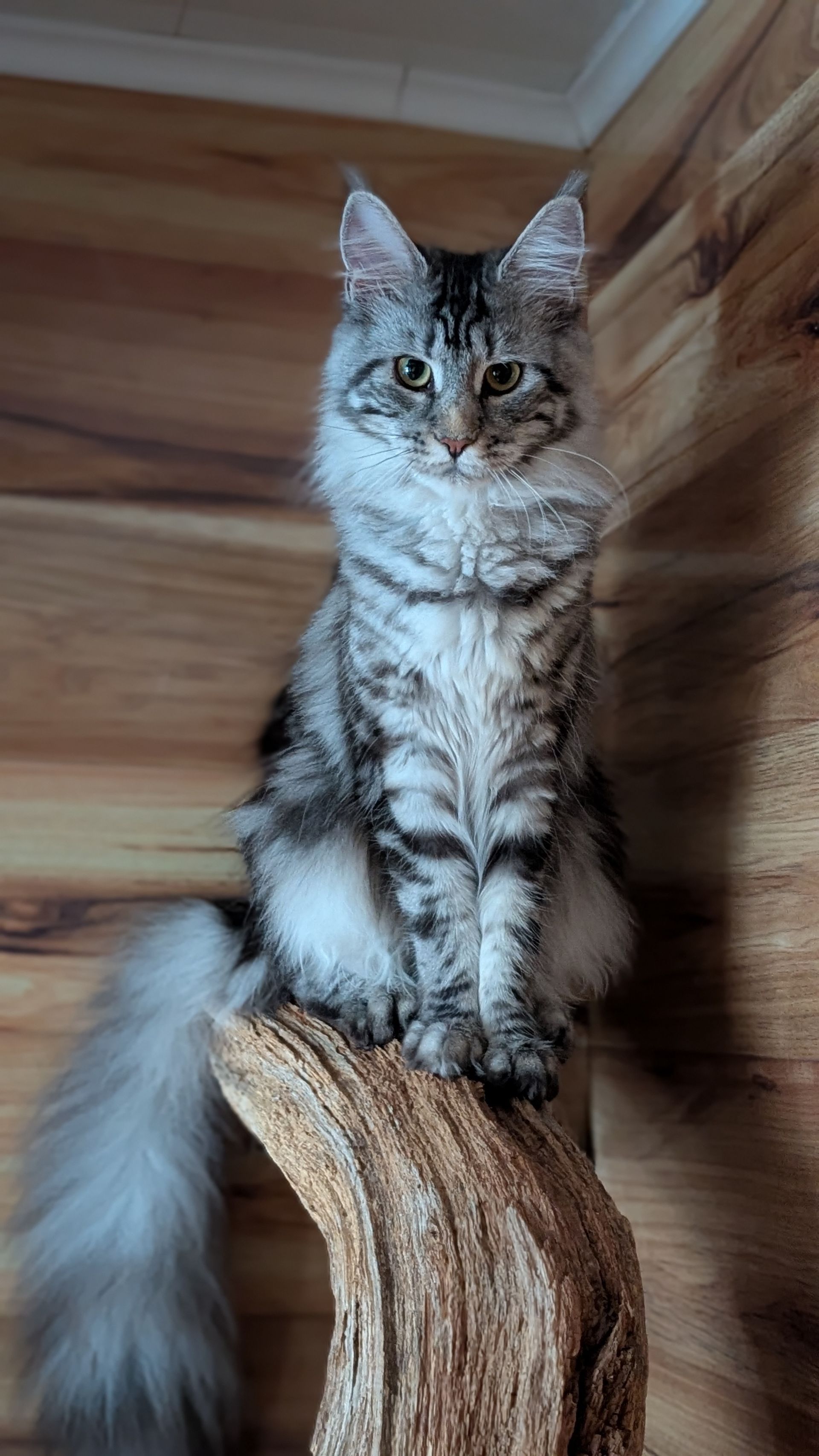 kittens for sale