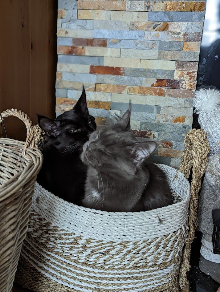 maine coon