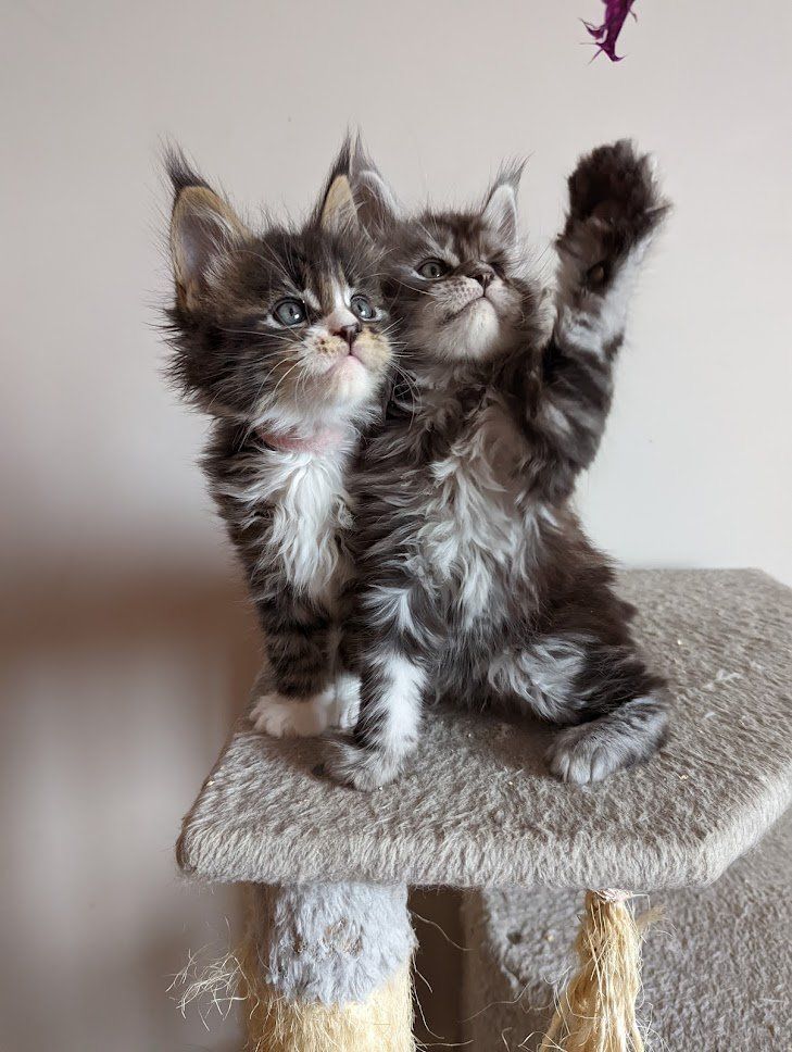 maine coon