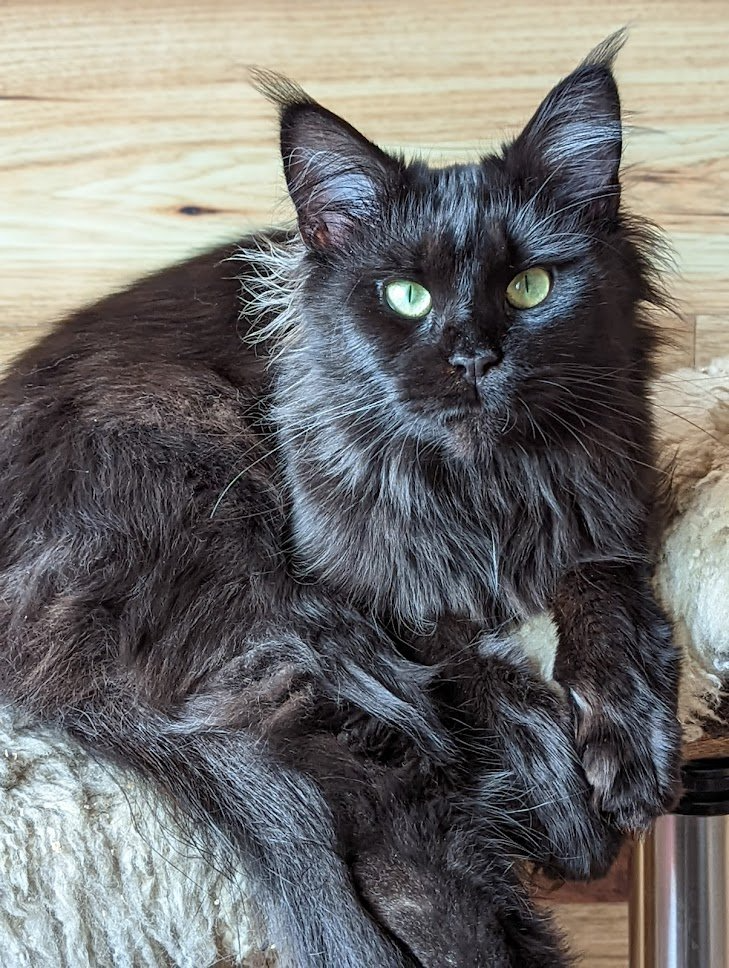 Fluffy Cat