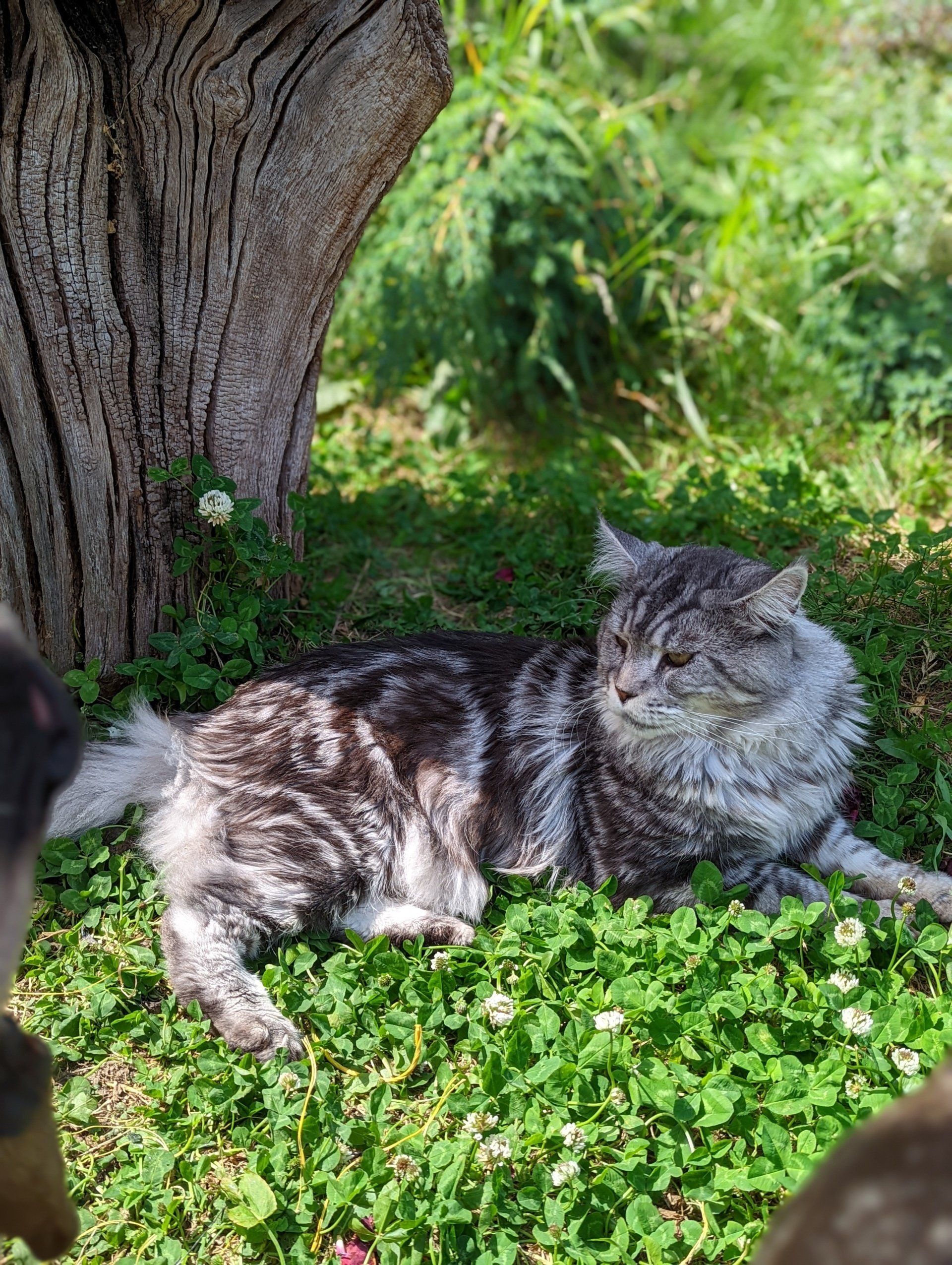 maine coon