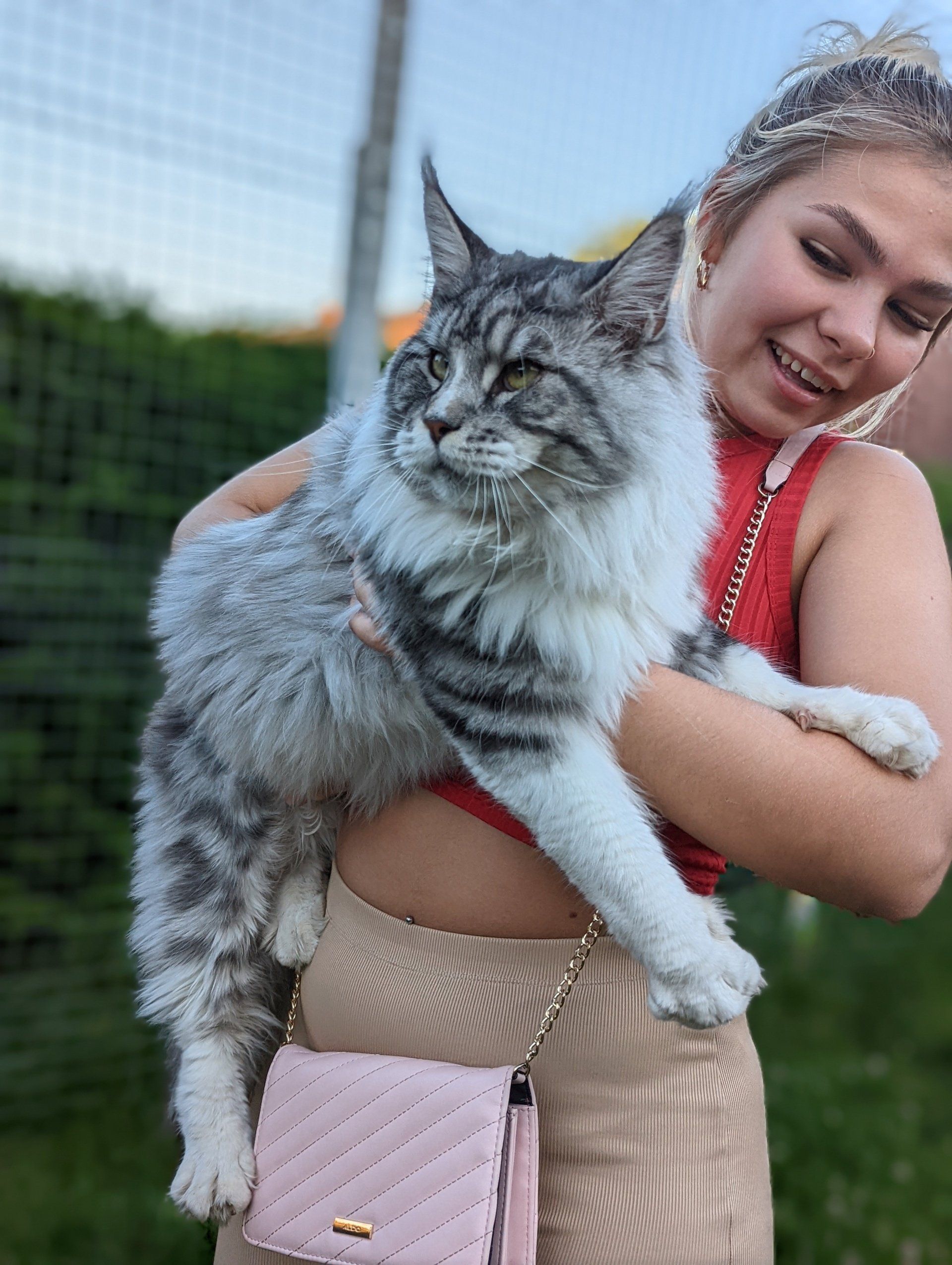 maine coon