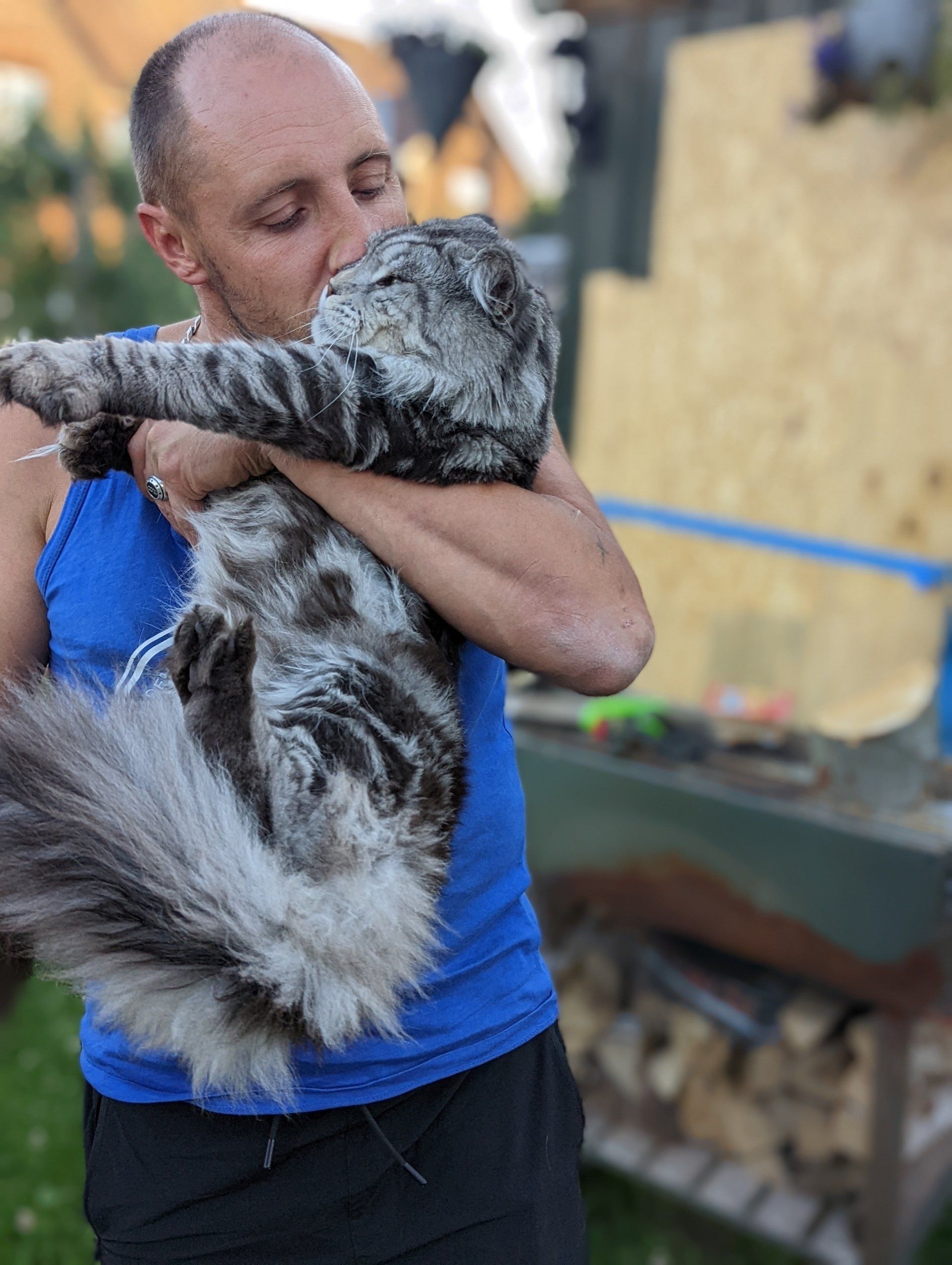 maine coon