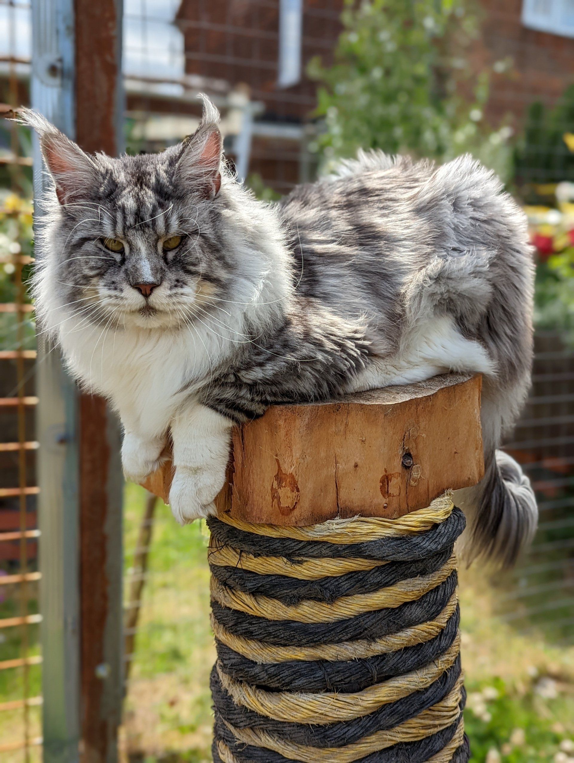 maine coon