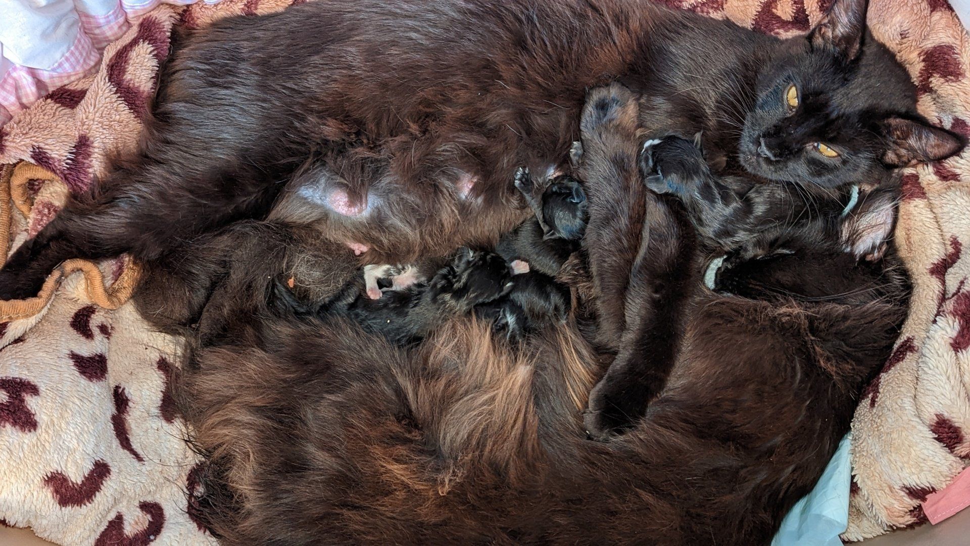 maine coon