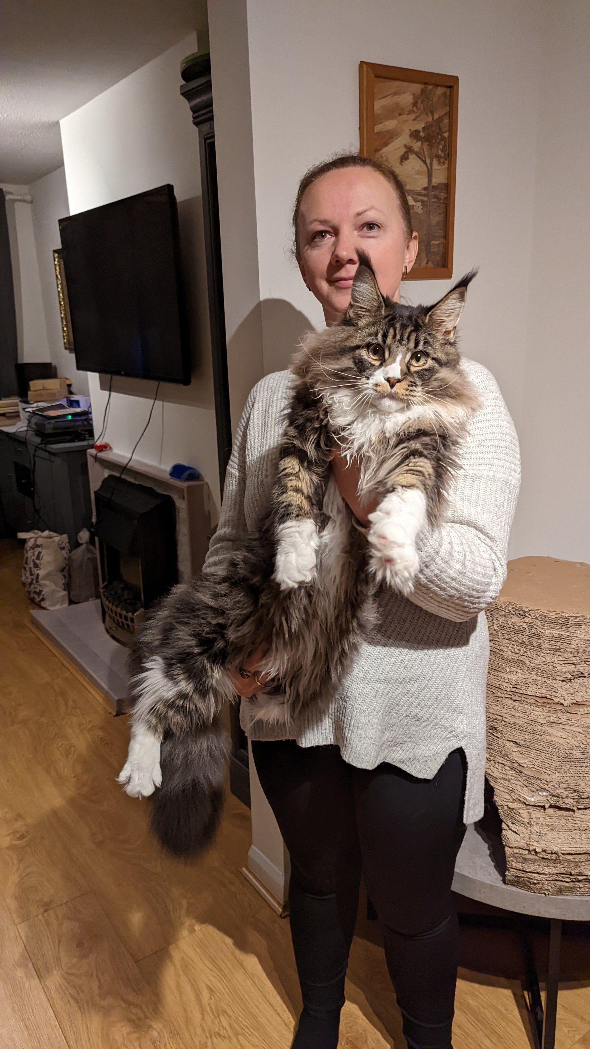 maine coon