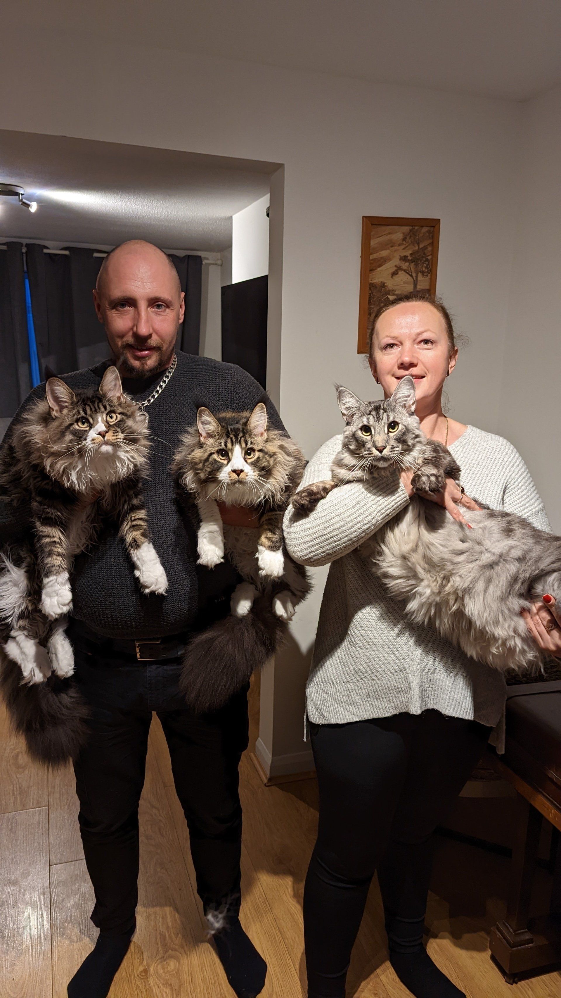 maine coon