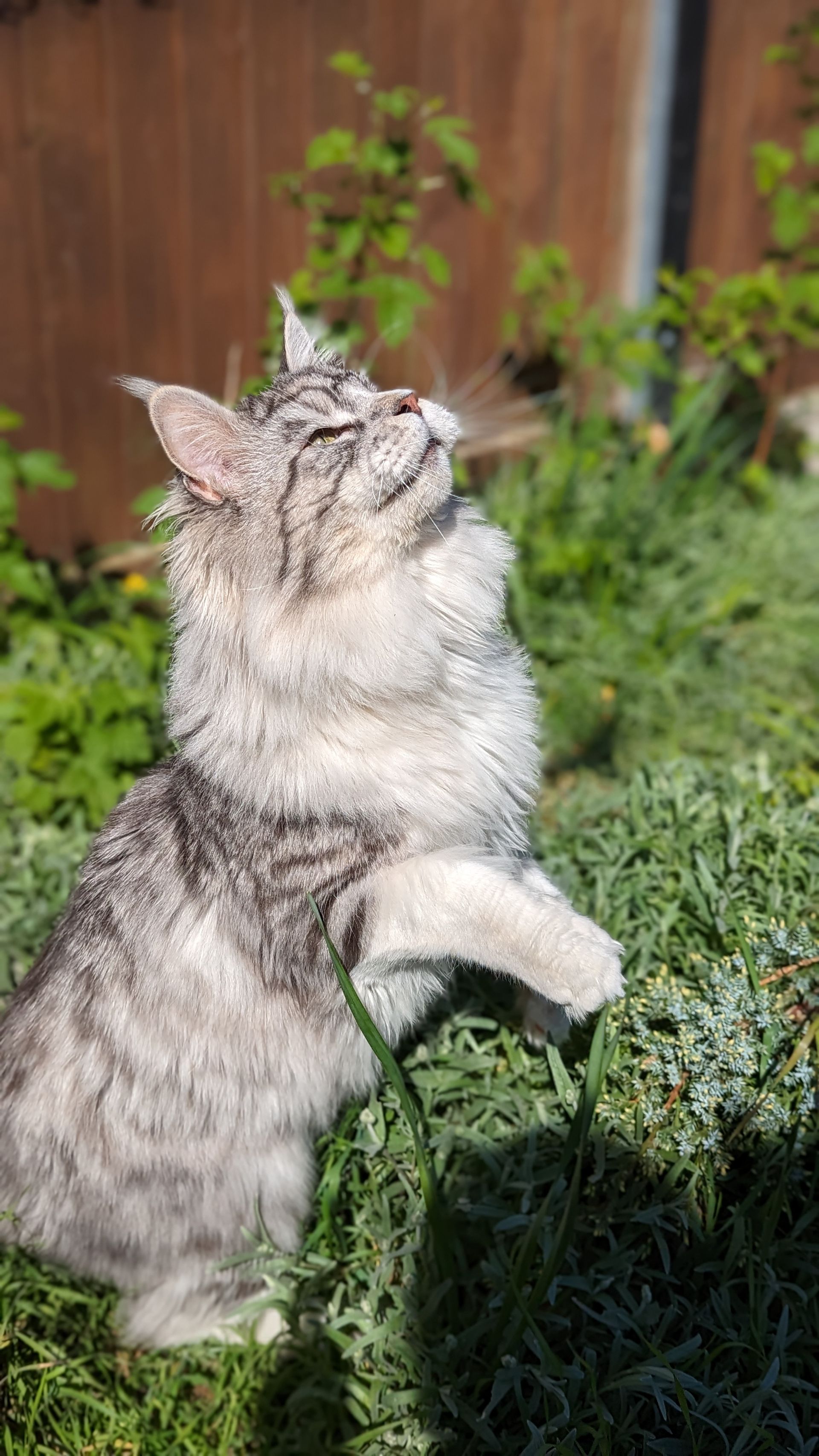 maine coon